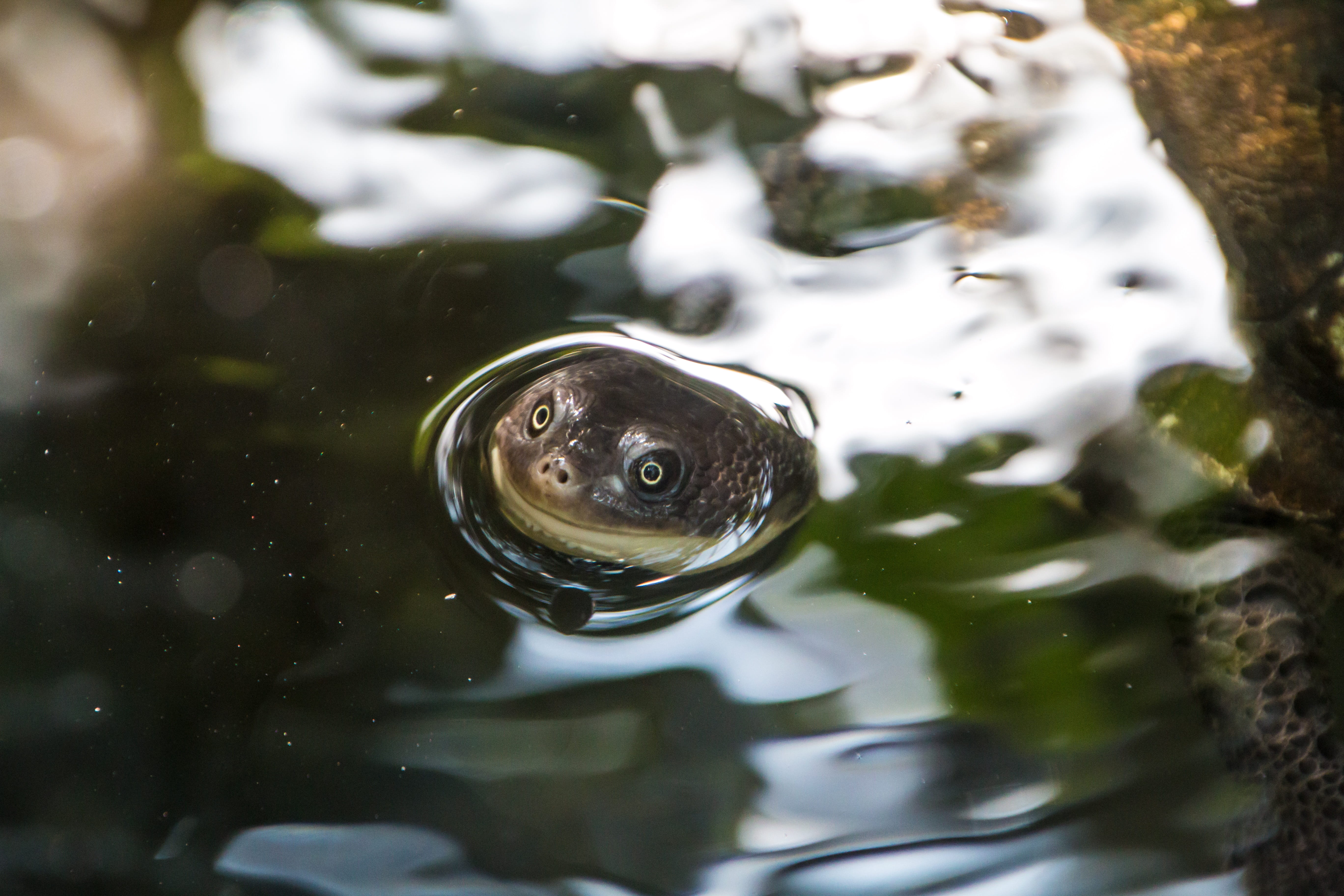 turtle, focus on foreground, 5K, day, funny, vertebrate, animal head, no people, one animal, smile, lake, water, animal eye, happy, nature, close-up, swimming, HD Wallpaper