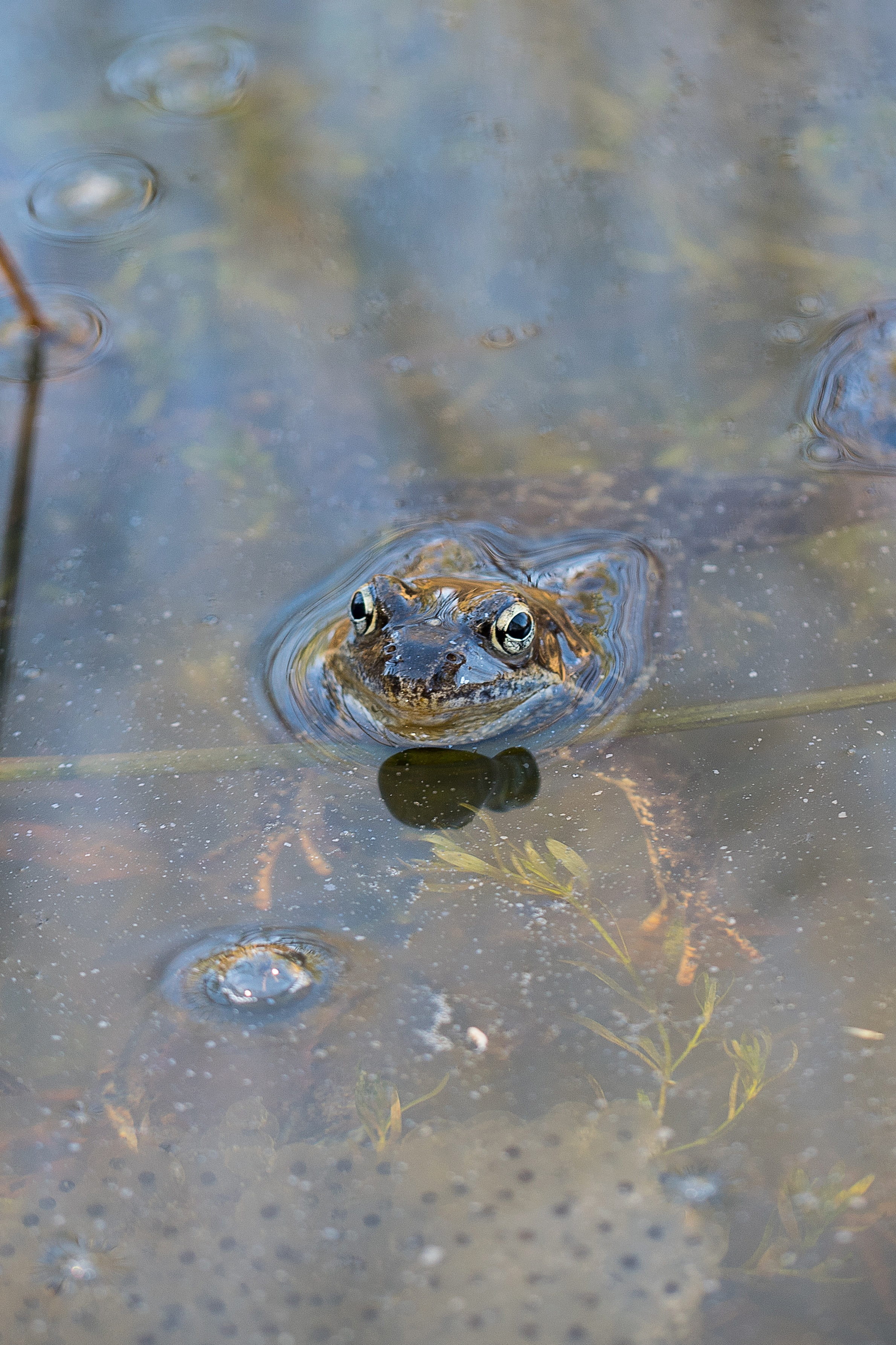 vertebrate, day, Nature, waterfront, Spring, high angle view, Spawning, animal body part, reptile, animal head, close-up, Frog, spring, animal themes, animal eye, Phone HD Wallpaper