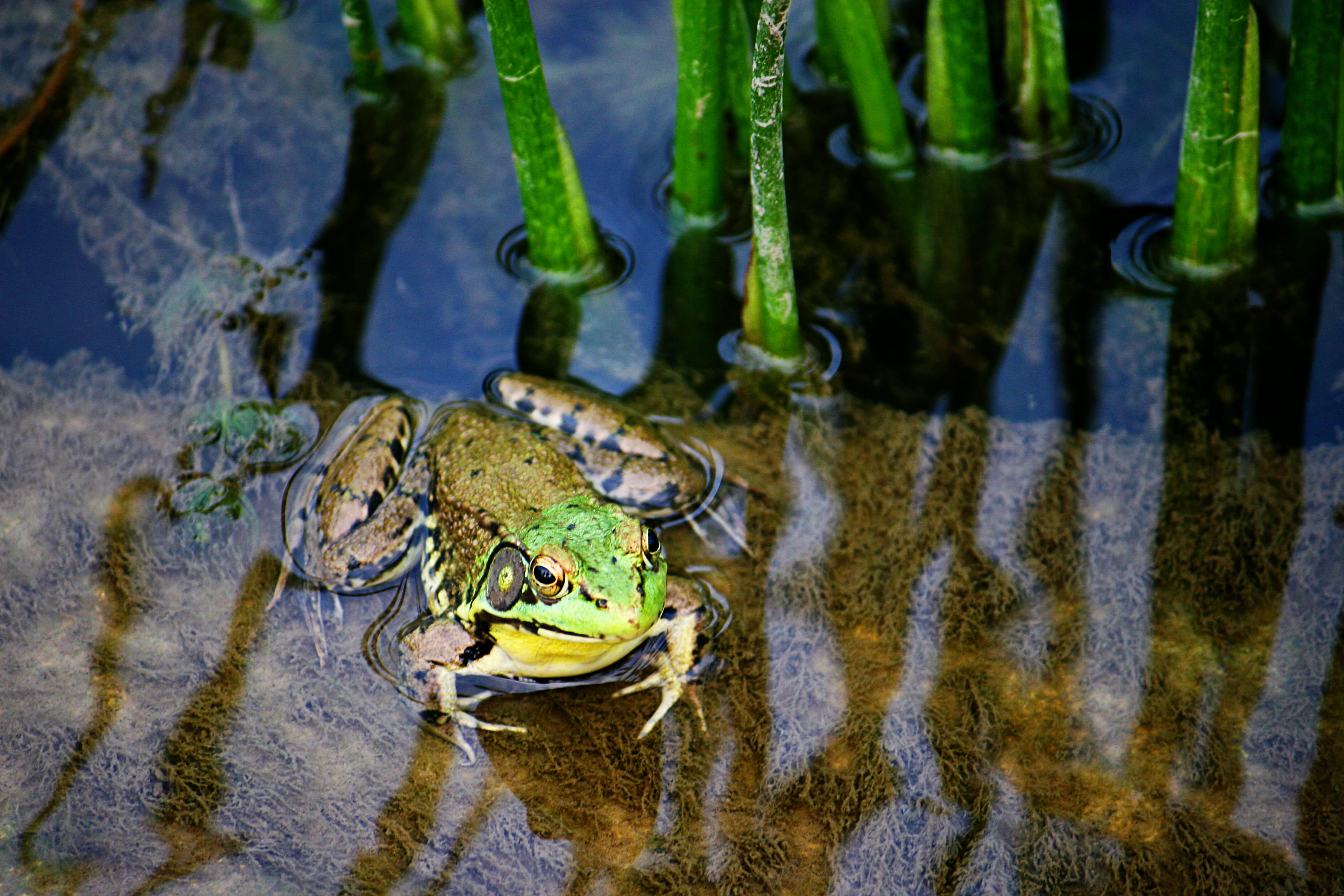 tree, swamp, land, green color, bird, turtle, reflection, high angle view, one animal, animal head, frog, water, green, reptile, plant, wildlife, nature, HD Wallpaper