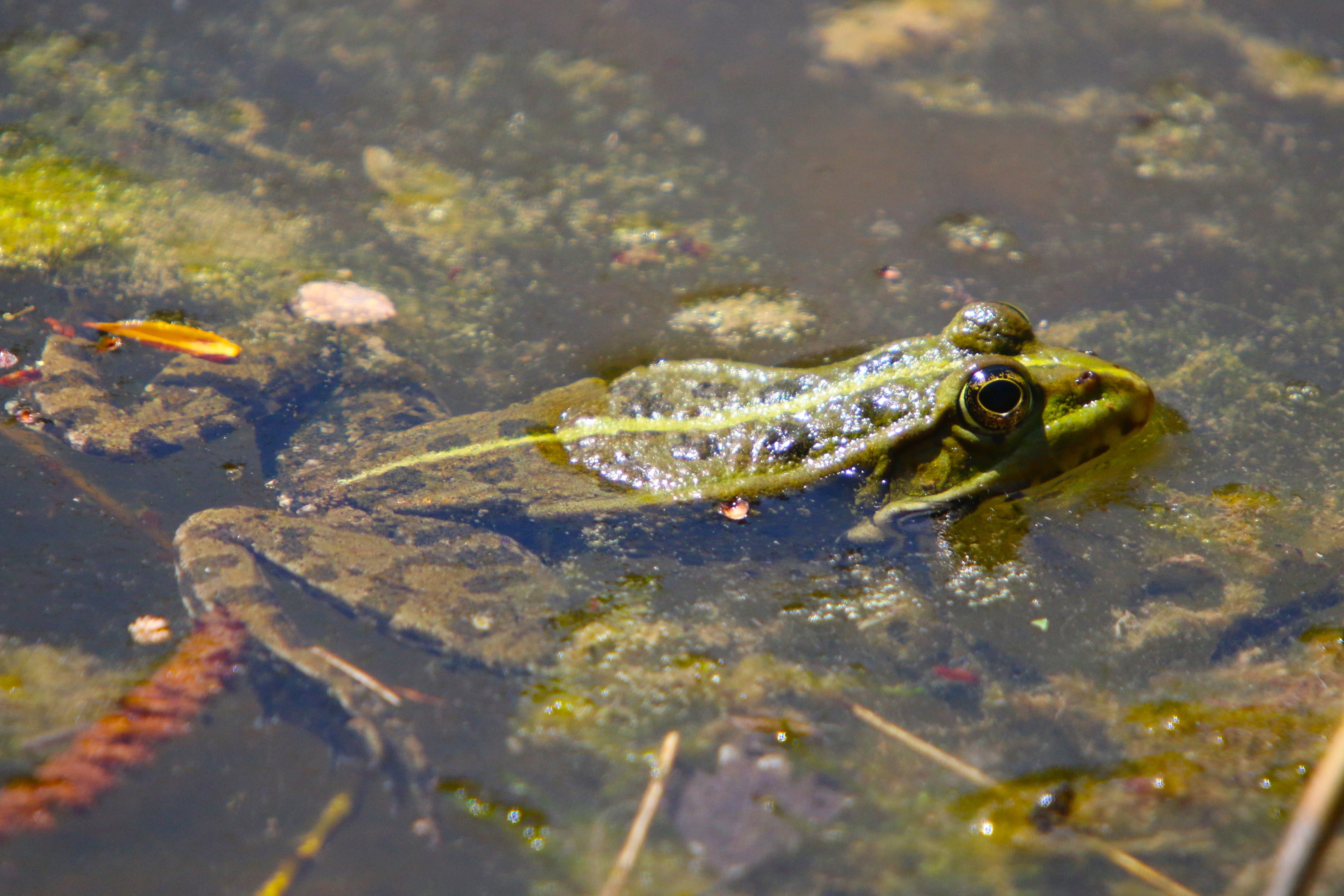 amphibian, nature, animals, pond, animals in the wild, animal themes, water, close-up, no people, 4K, reptile, animal eye, animal, animal head, day, vertebrate, HD Wallpaper