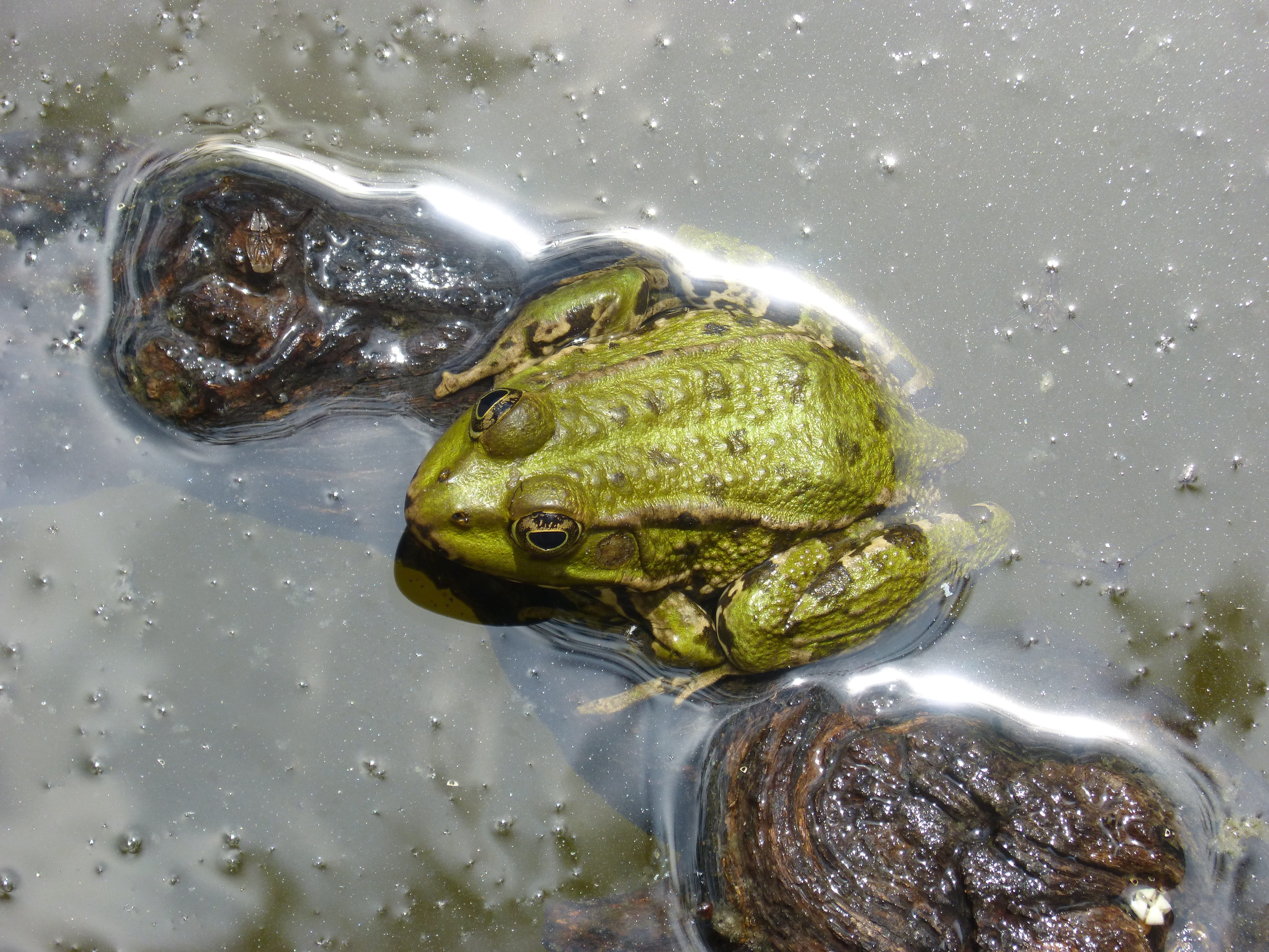 amphibians, marine, animal wildlife, wood, high angle view, animal head, 4K, one animal, outdoors, reptile, animal themes, float, batrachian, frog, water, HD Wallpaper