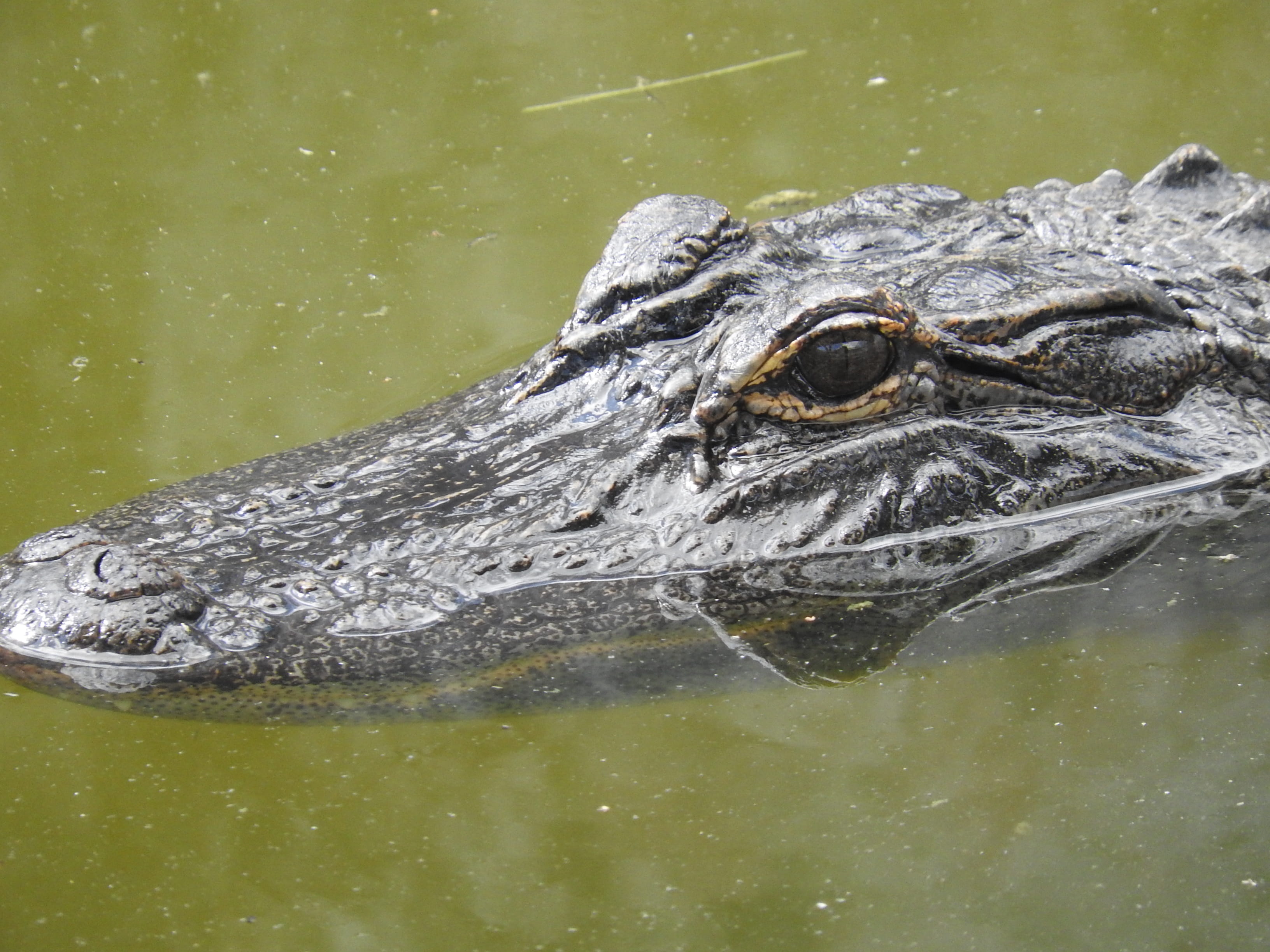 animal eye, florida, no people, day, lake, gator, water, animal, animals in the wild, close-up, reptile, swamp, 2K, vertebrate, outdoors, marine, swimming, HD Wallpaper
