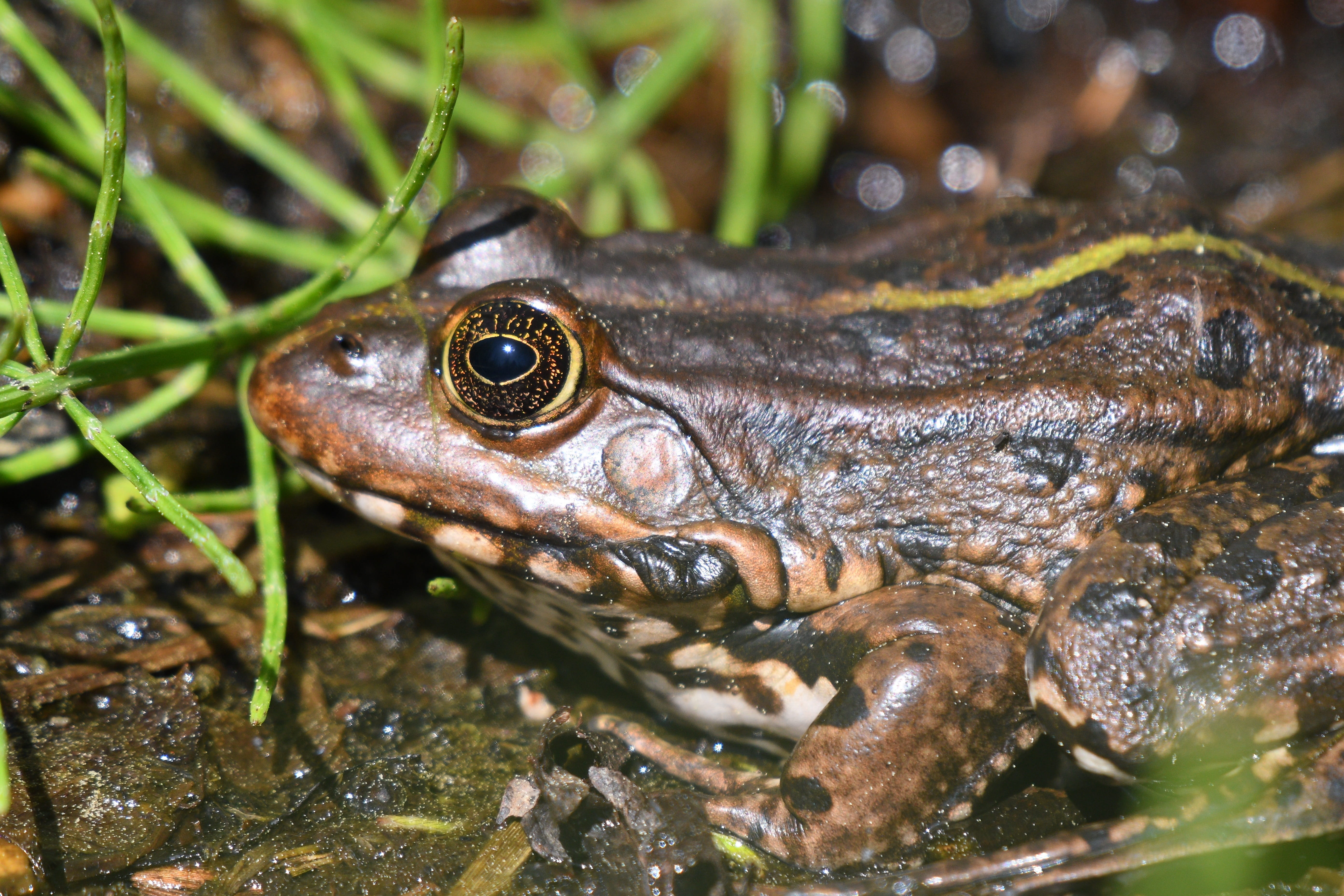 animal body part, close up, lake, marine, slimy, animal world, frog, vertebrate, amphibian, reptile, animal head, day, 5K, animal wildlife, animals in the wild, HD Wallpaper