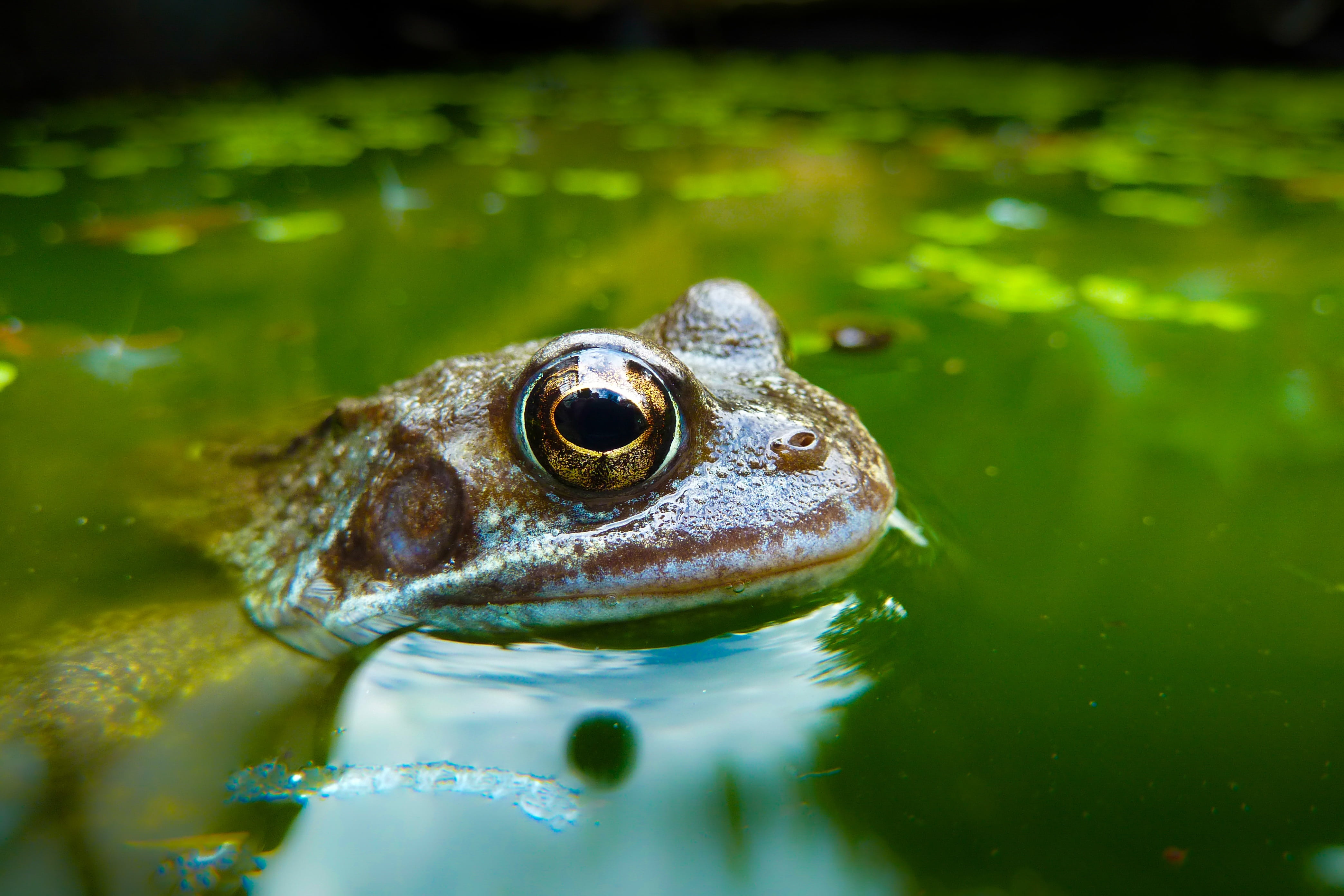 animals in the wild, animal head, animal wildlife, eye, reflection, closeup, no people, lake, vertebrate, marine, animal themes, macro, nature, water, animal body part, HD Wallpaper