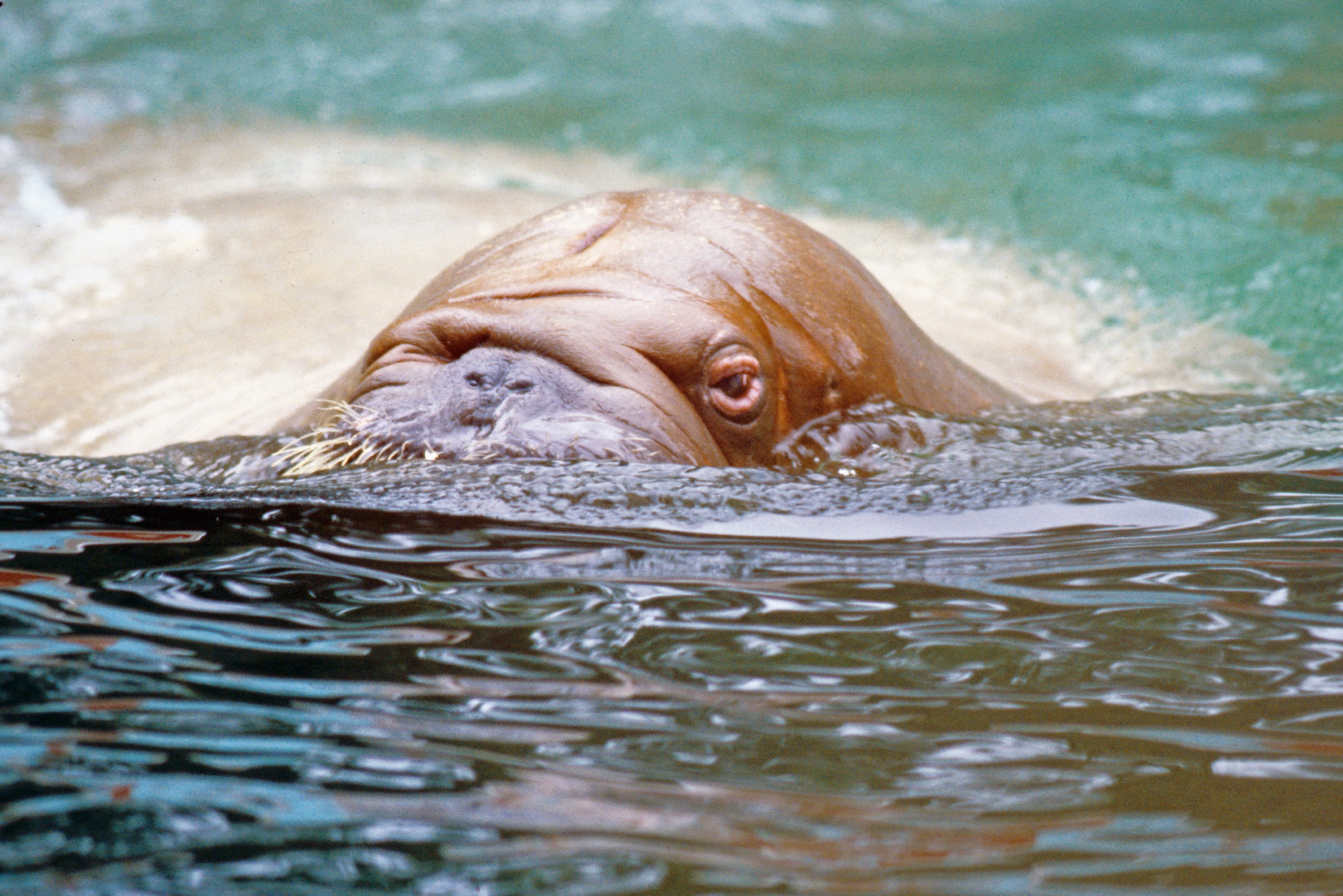 day, animal, ocean, marine, animal eye, motion, Walrus, animal body part, animals in the wild, no people, animal head, Water, swimming, one animal, mammal, HD Wallpaper