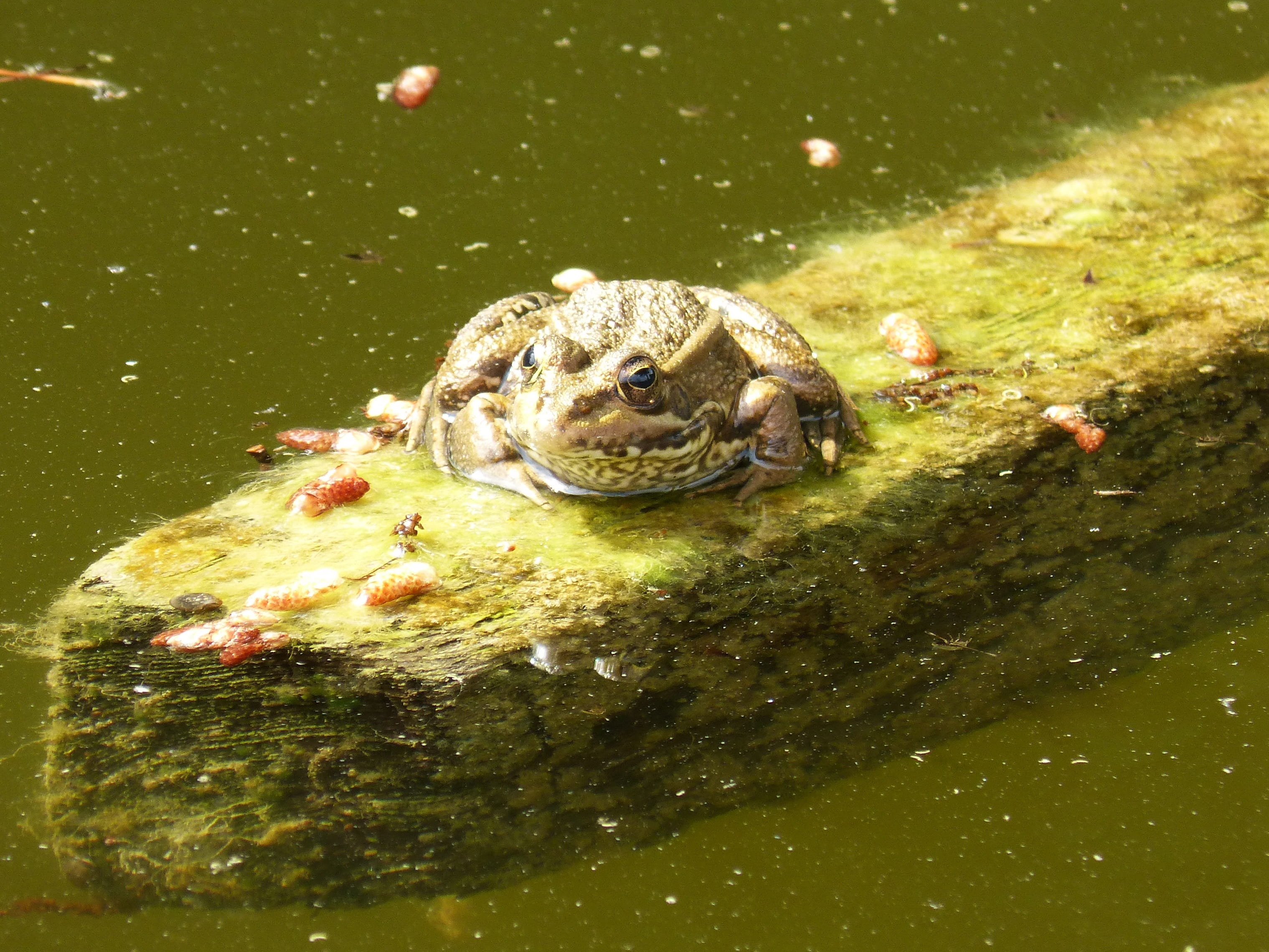 Raft, lake, 2K, waterfront, amphibian, animal wildlife, turtle, one animal, animal head, reptile, vertebrate, animal themes, Water, nature, animals in the wild, HD Wallpaper