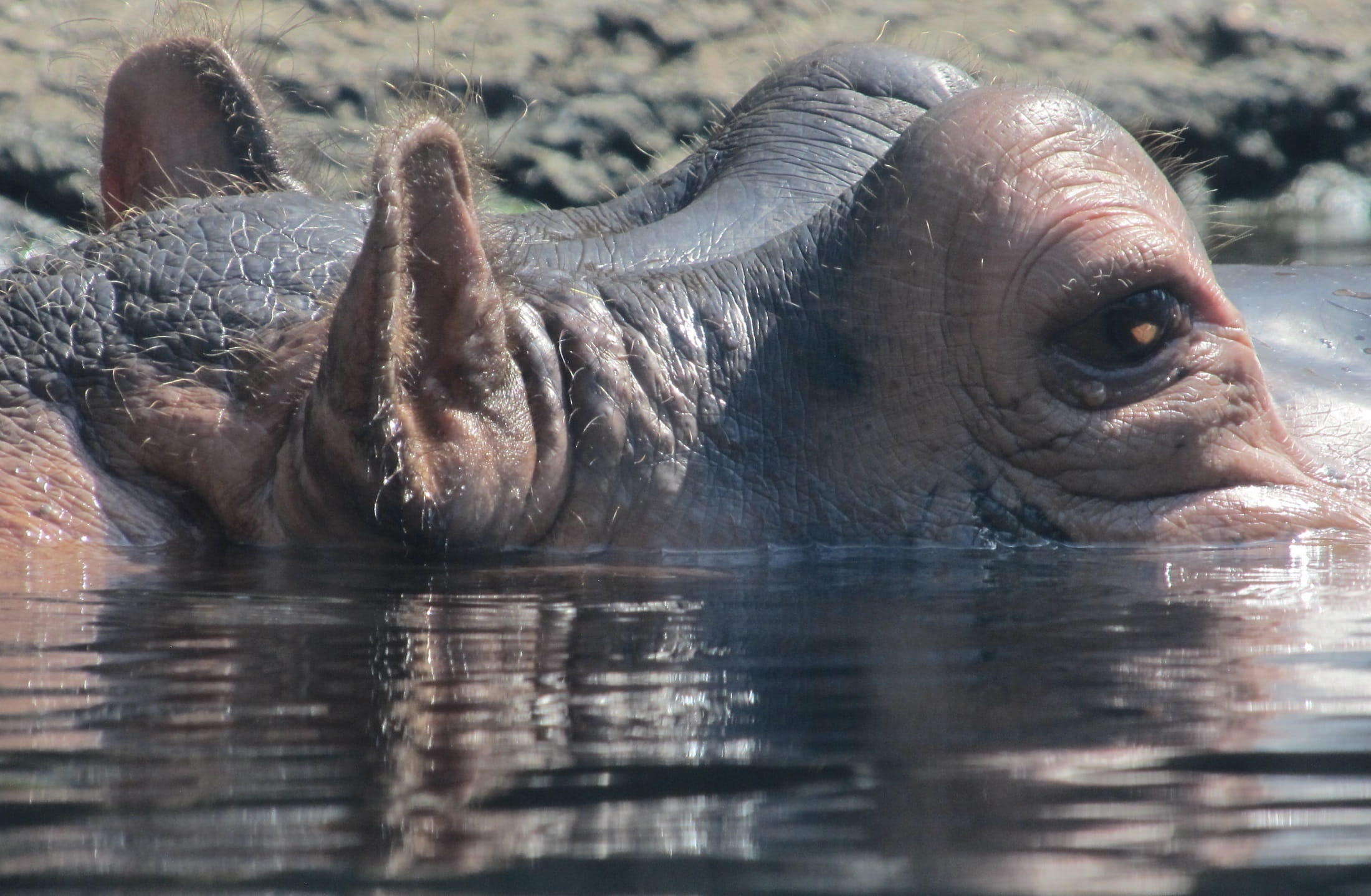 animal head, waterfront, no people, vertebrate, Water, nature, marine, sunlight, wildlife, one animal, animals in the wild, selective focus, zoo, big, day, HD Wallpaper