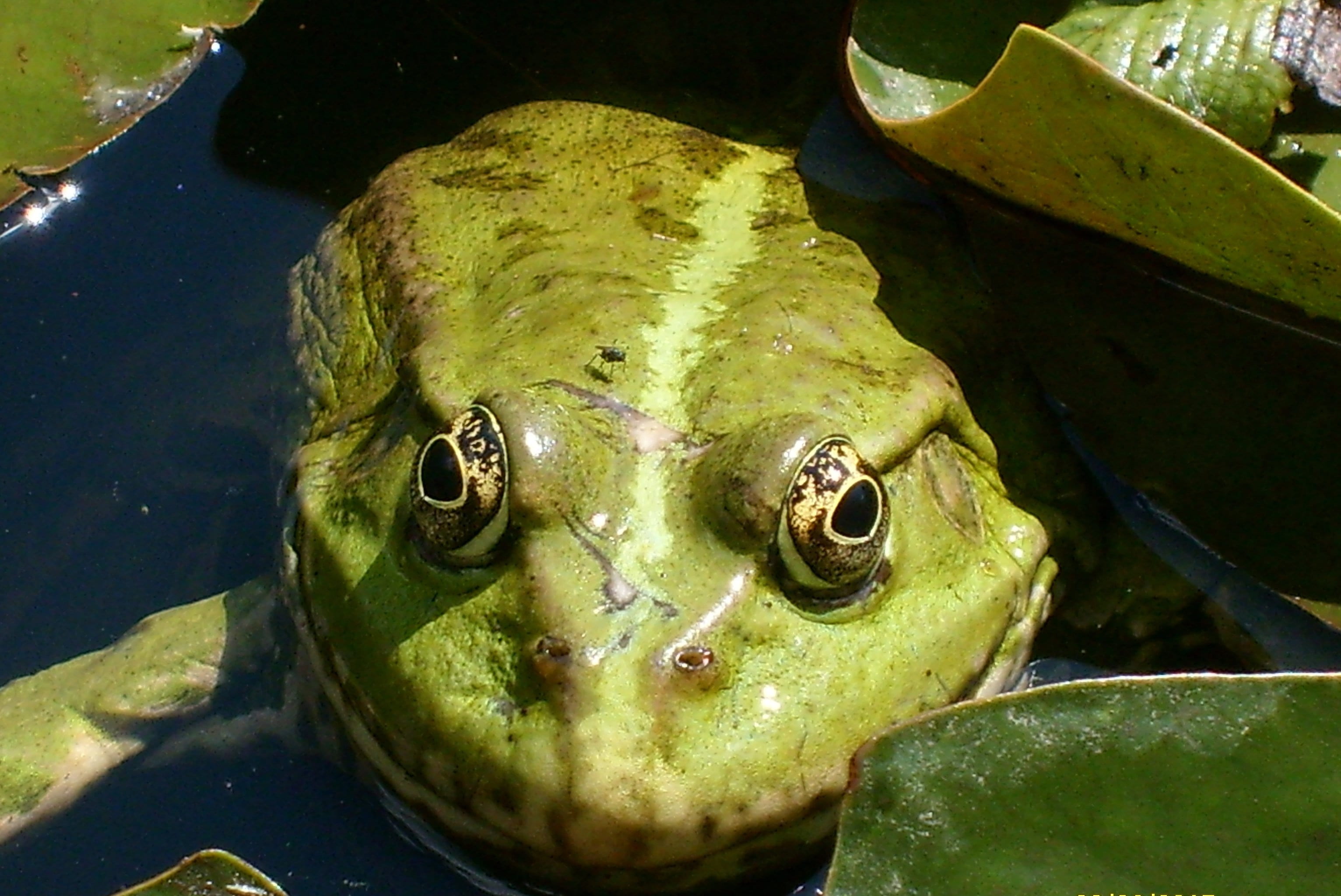 2K, animal eye, underwater, the frog, animal themes, swimming, reptile, animal head, nature, one animal, green, animals in the wild, animal body part, HD Wallpaper