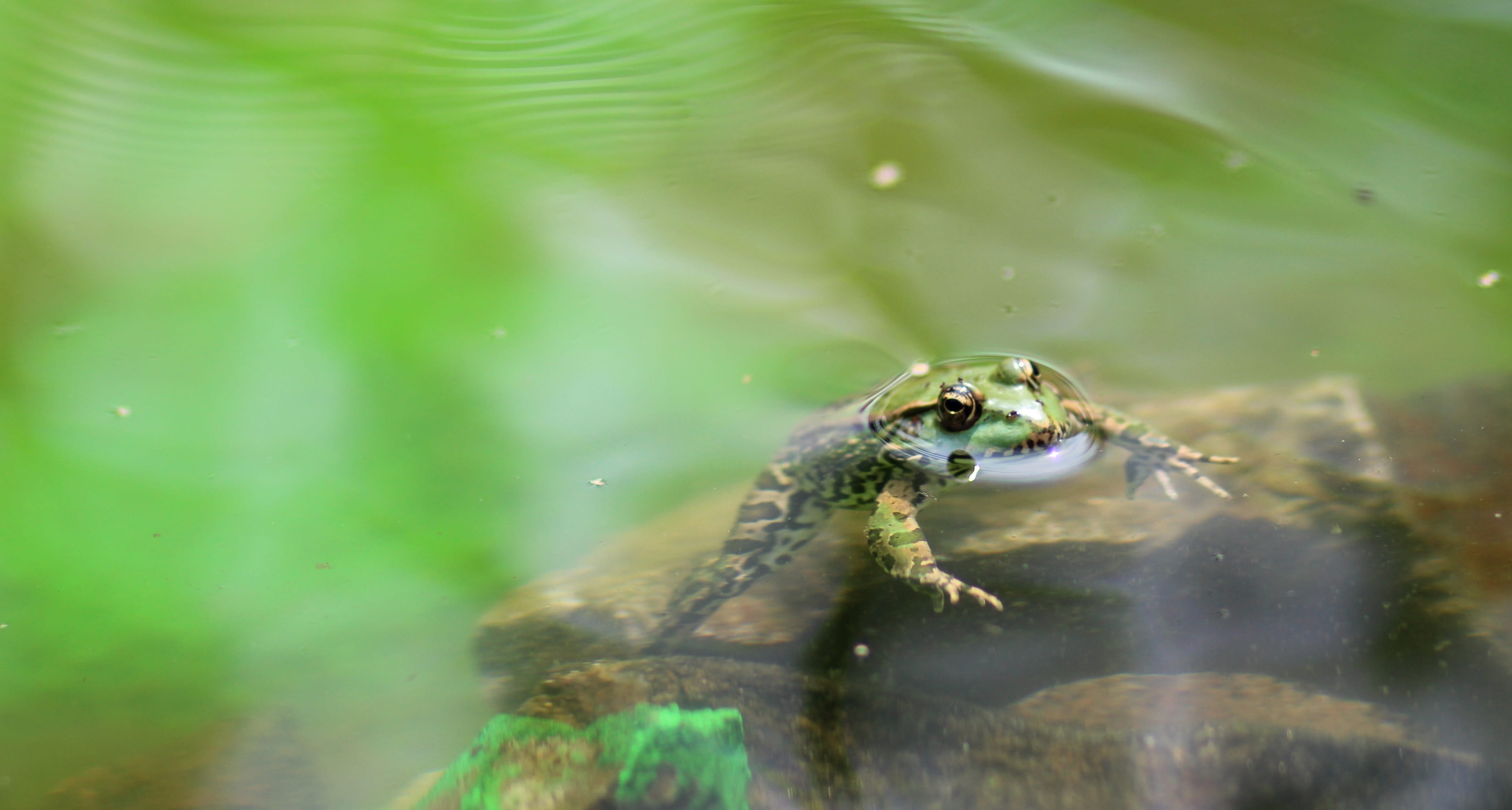 animal wildlife, animals in the wild, day, 4K, no people, animal eye, animal body part, frog, marine, selective focus, vertebrate, amphibian, one animal, HD Wallpaper