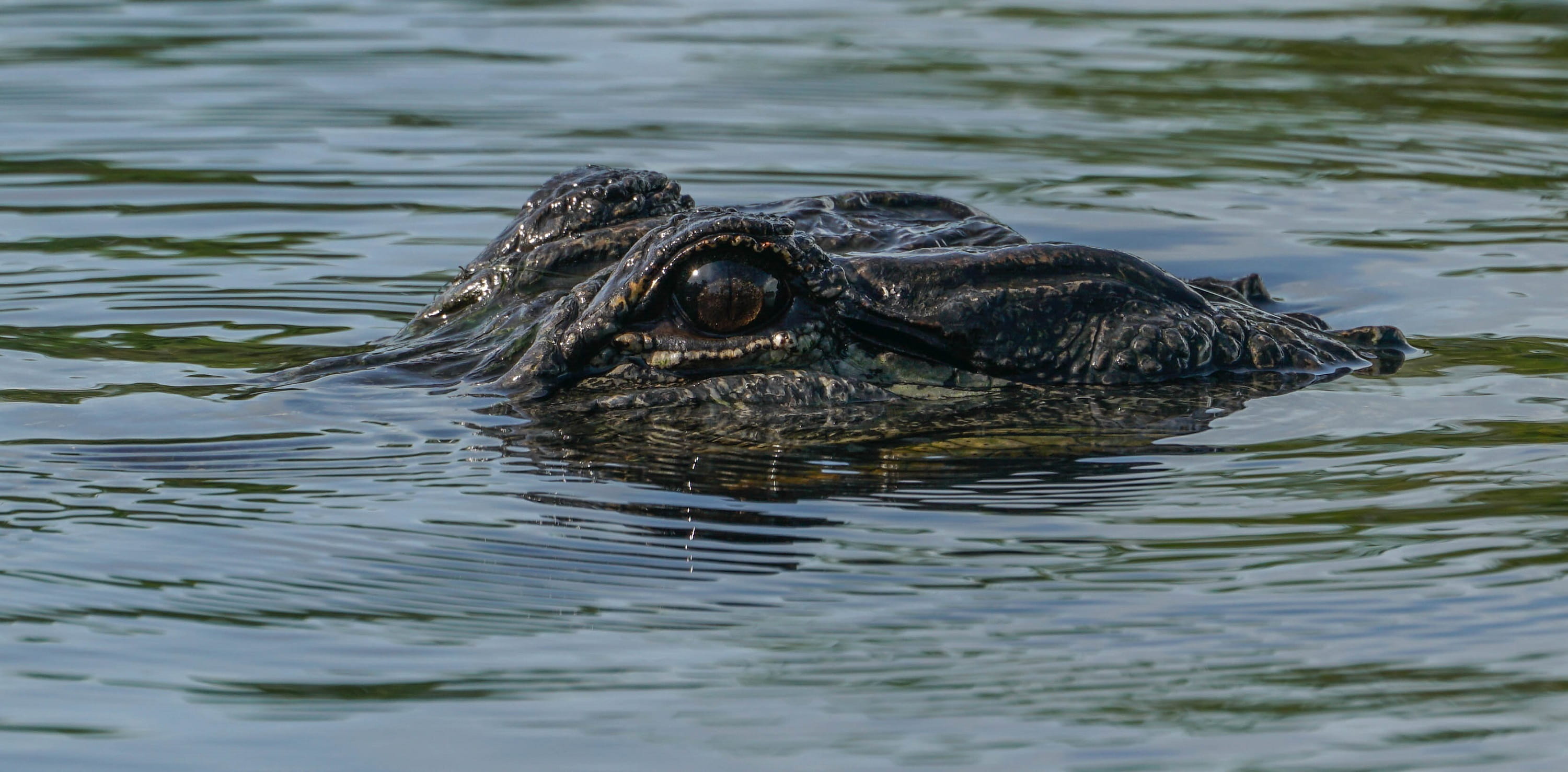 close-up, swimming, submerged, animal themes, swamp, tropical, nature, animal eye, animals in the wild, 2K, looking, day, waterfront, vertebrate, reptile, HD Wallpaper