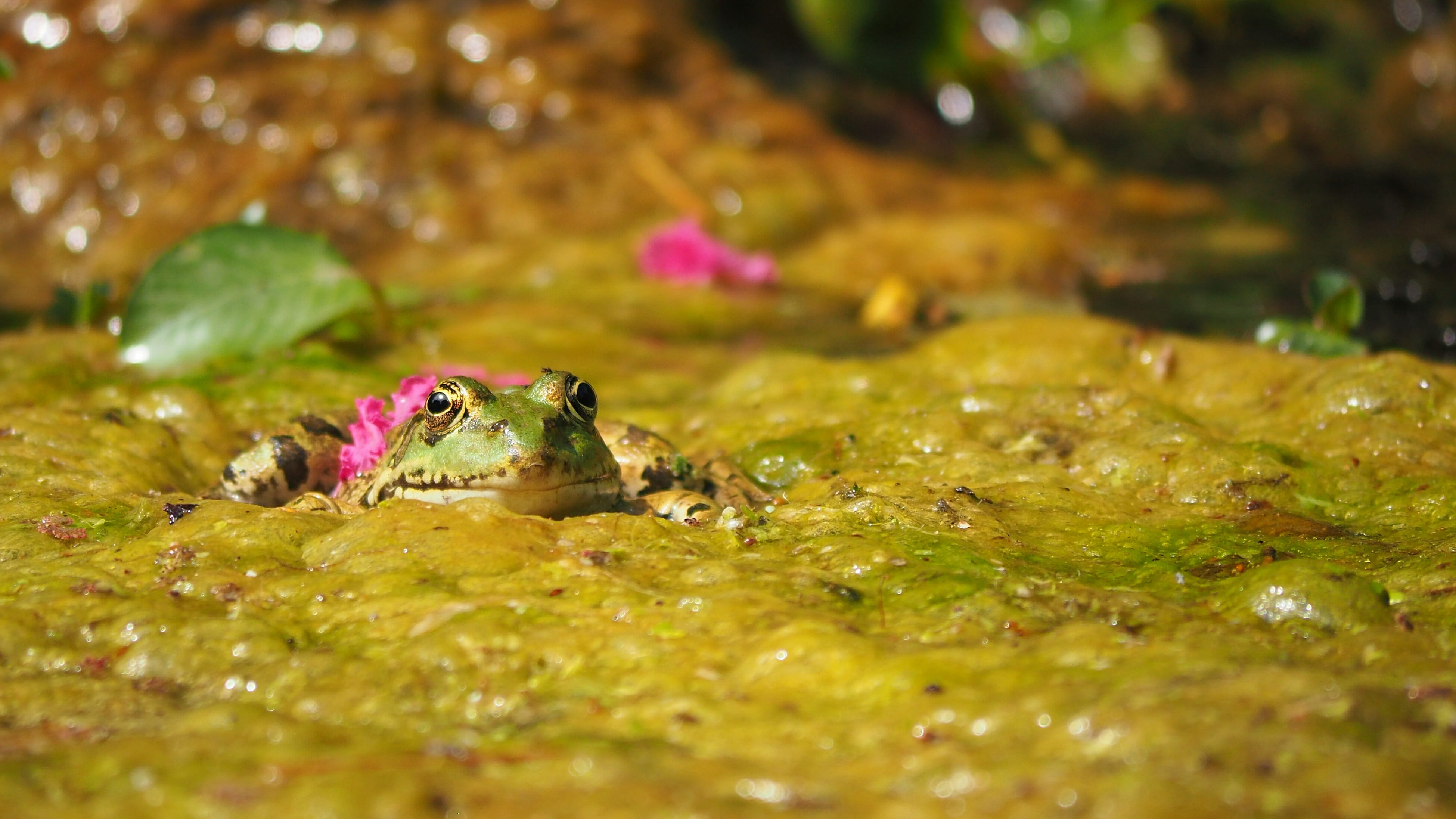 animal head, nature, no people, animal eye, pond, animals in the wild, one animal, animal themes, lake, water, amphibian, swimming, animal body part, gerardo, HD Wallpaper