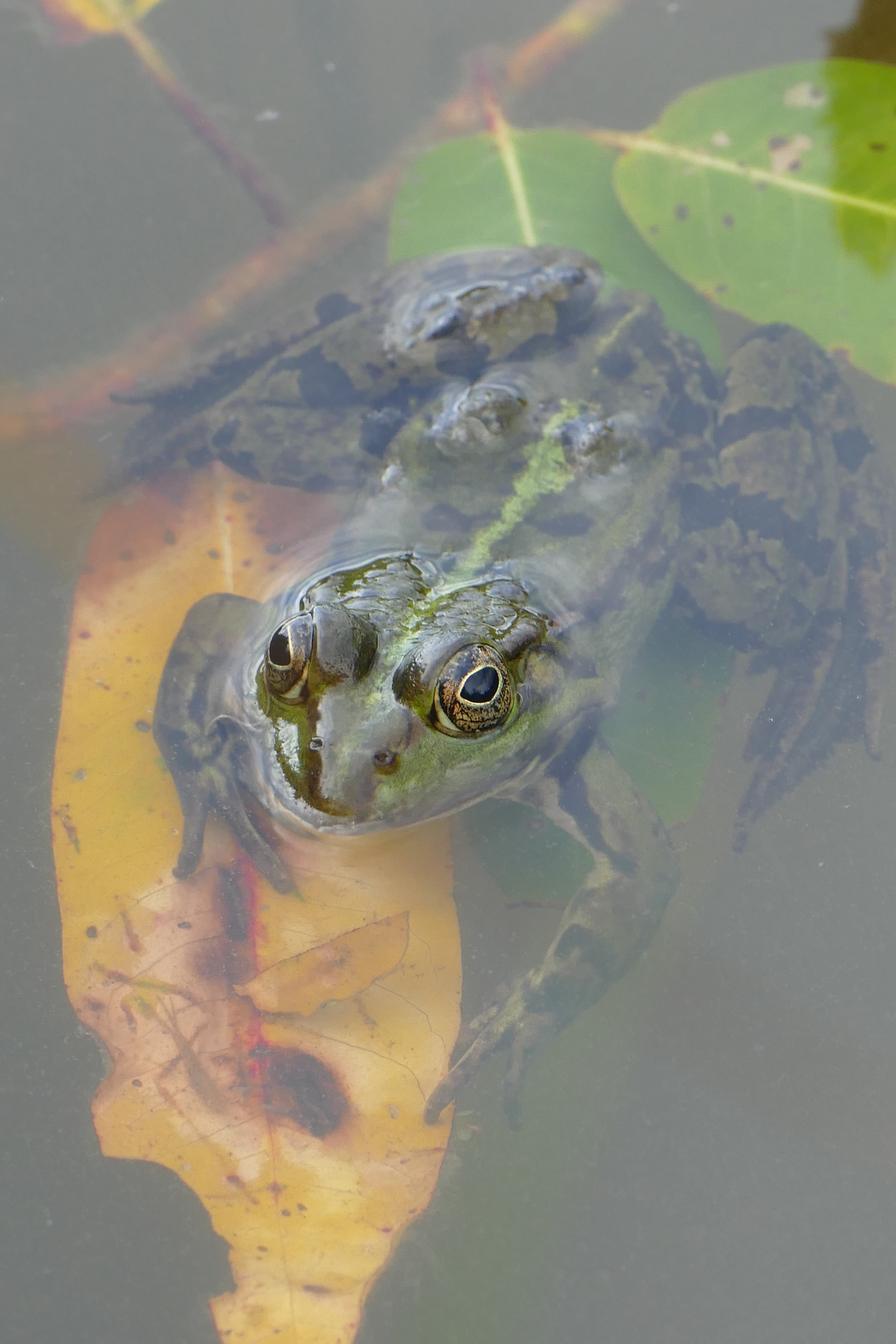 one animal, no people, swimming, outdoors, reflection, lake rose, animal themes, pond, lake, reptile, day, high angle view, luck, animal head, amphibian, Phone HD Wallpaper