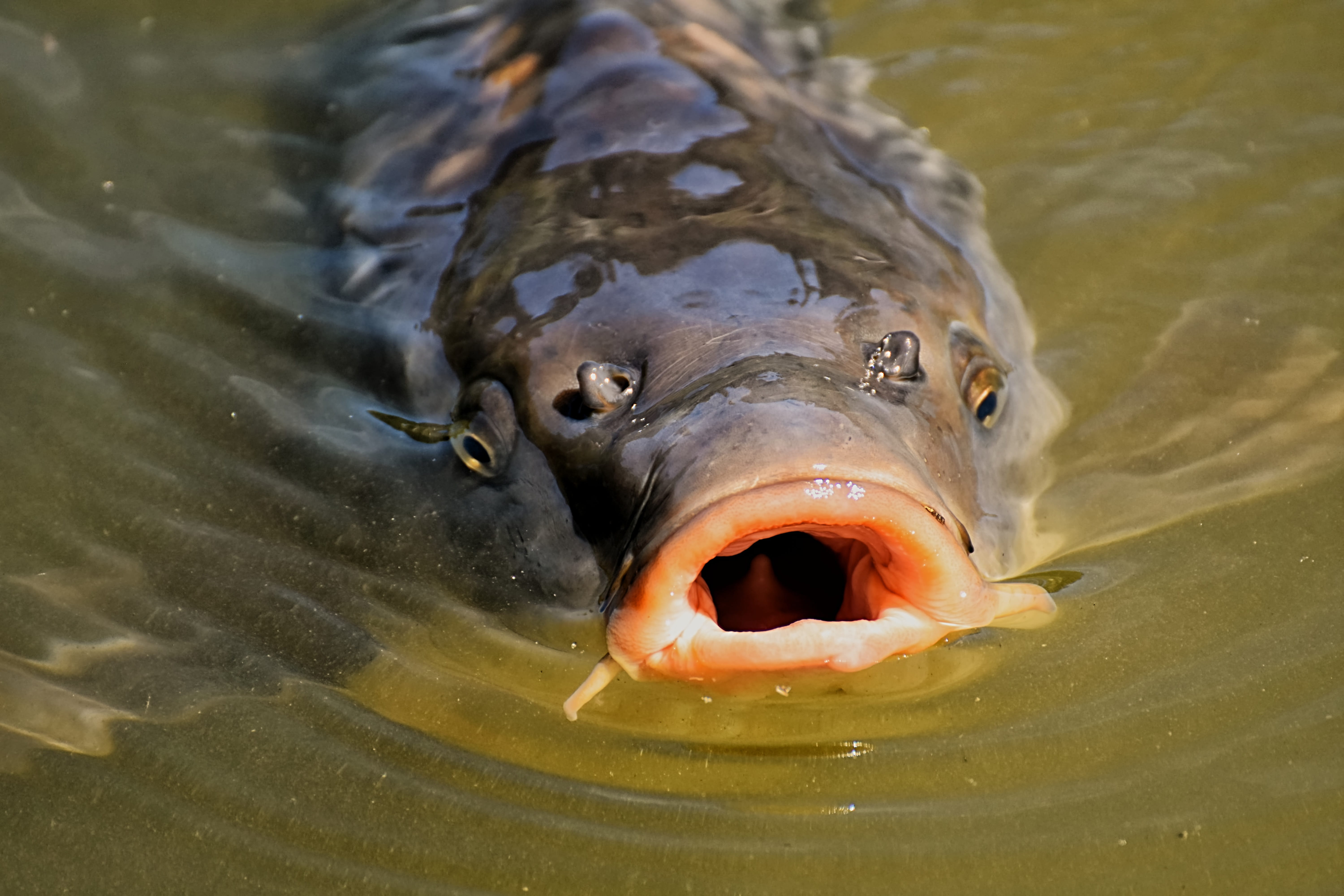 lake, animal eye, underwater, mouth open, animals in the wild, 5K, animal wildlife, animal portrait, marine, outdoors, open, animal themes, animal head, HD Wallpaper