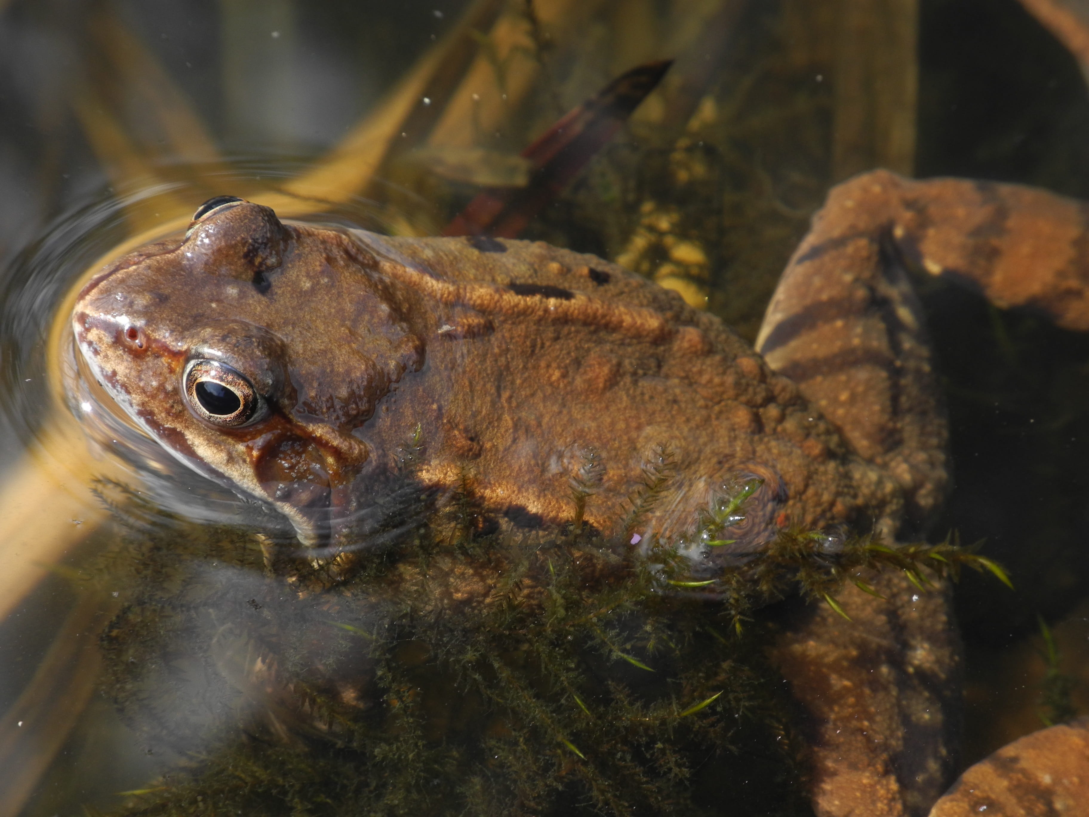 Nature, amphibian, day, Toad, animals in the wild, Brown, frog, Floats, fish, underwater, marine, animal eye, animal themes, close-up, no people, reptile, HD Wallpaper