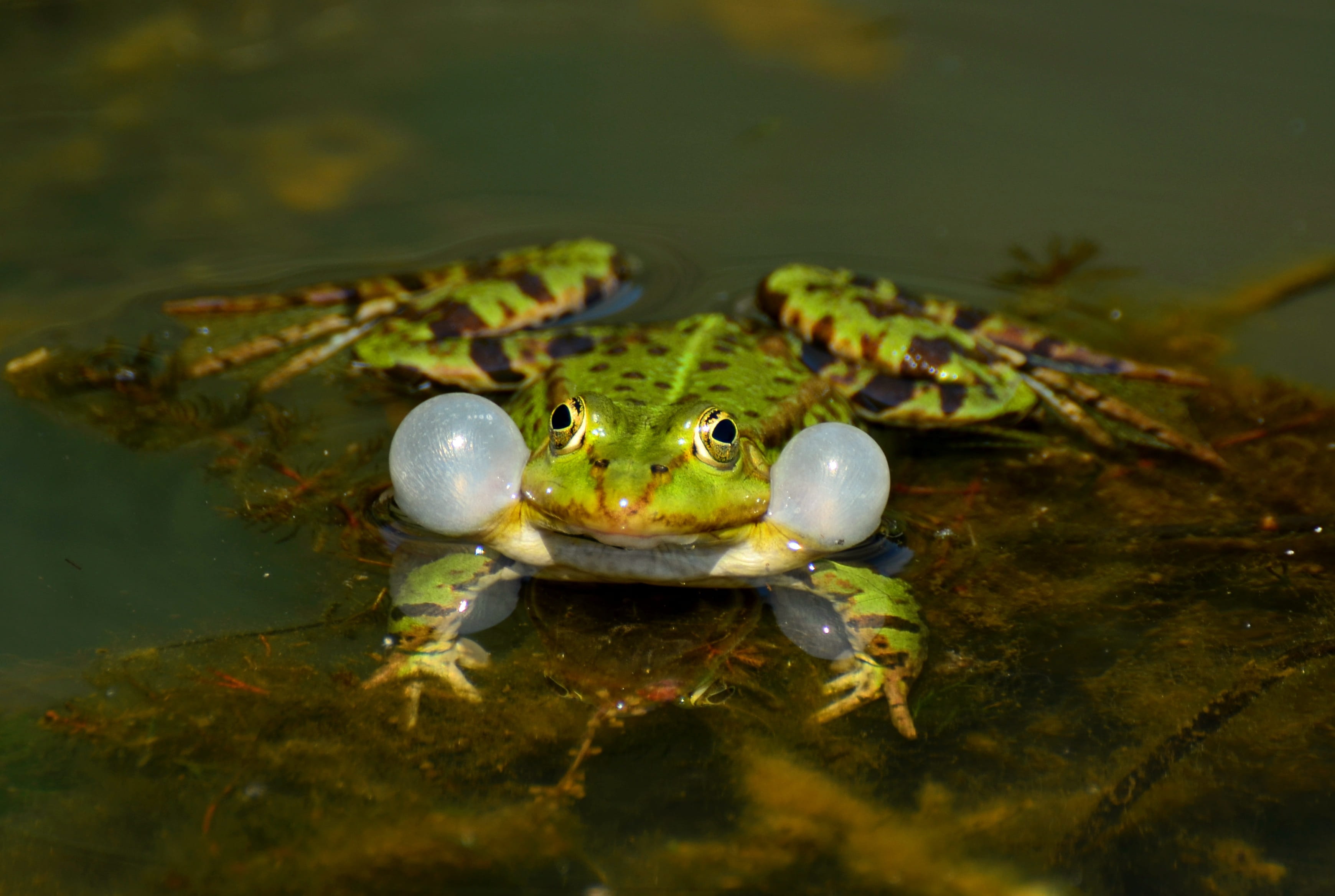 animal, Frog, Close, floating, animal head, pond, water, animals in the wild, 2K, water frog, green, nature, marine, day, amphibian, dried, leaf, vertebrate, HD Wallpaper