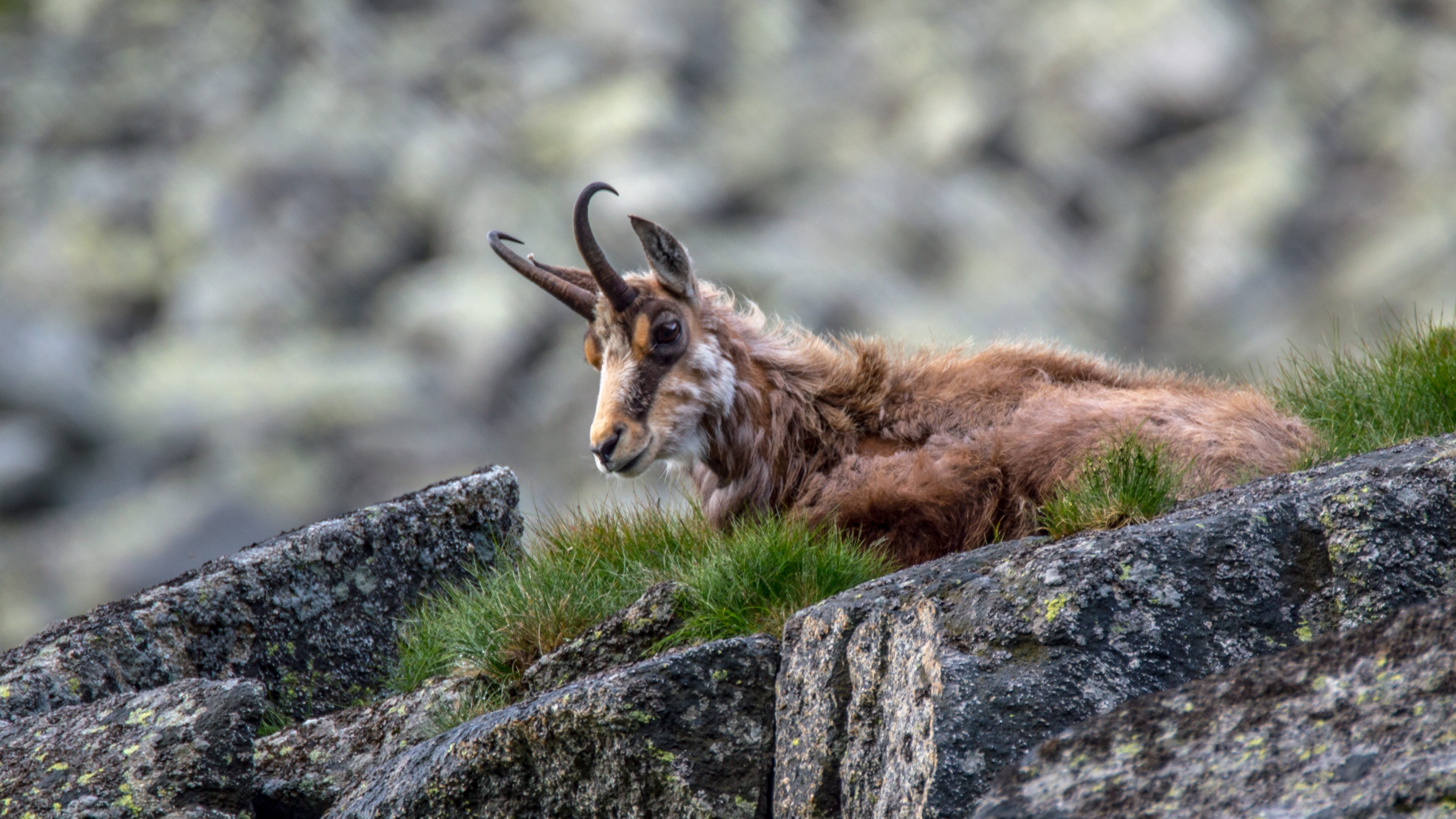 focus on foreground, landscape, nature, slovakia, domestic animals, tree, day, herbivorous, rupicapra rupicapra tatrica, animal themes, peace, land, vertebrate, HD Wallpaper