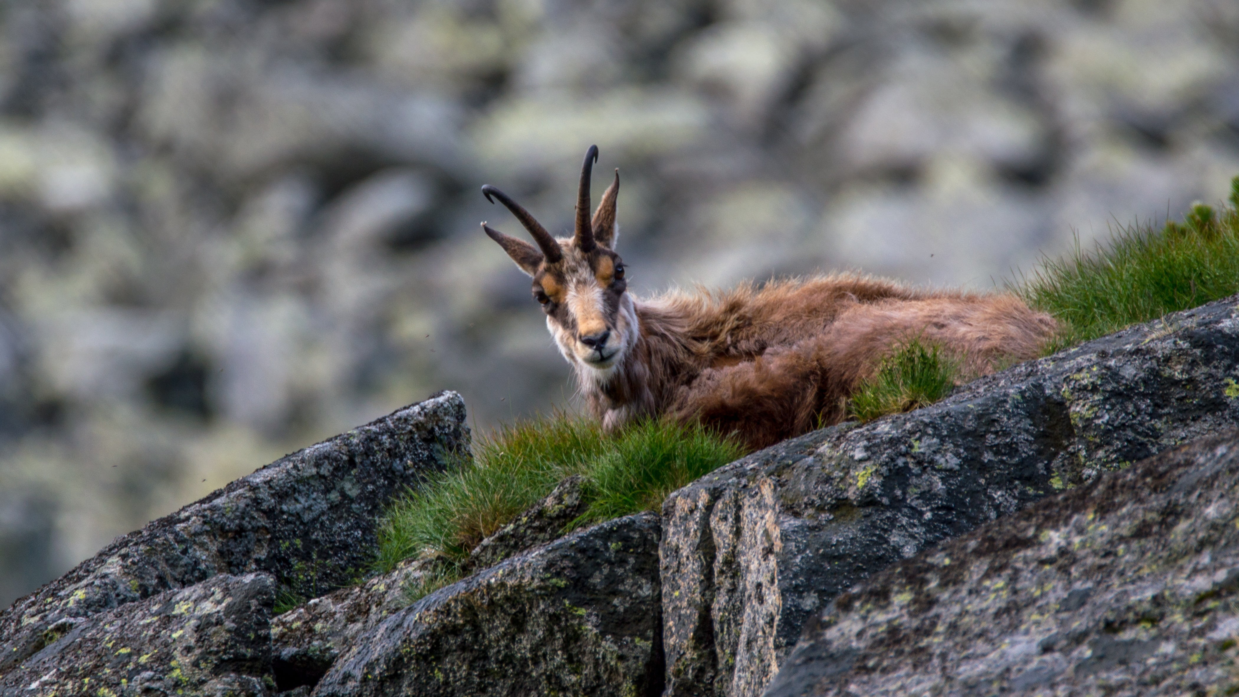 high tatras, animal, mountains, no people, herbivorous, vertebrate, scenery, landscape, nature, one animal, rock, rock - object, chamois, solid, mammal, HD Wallpaper