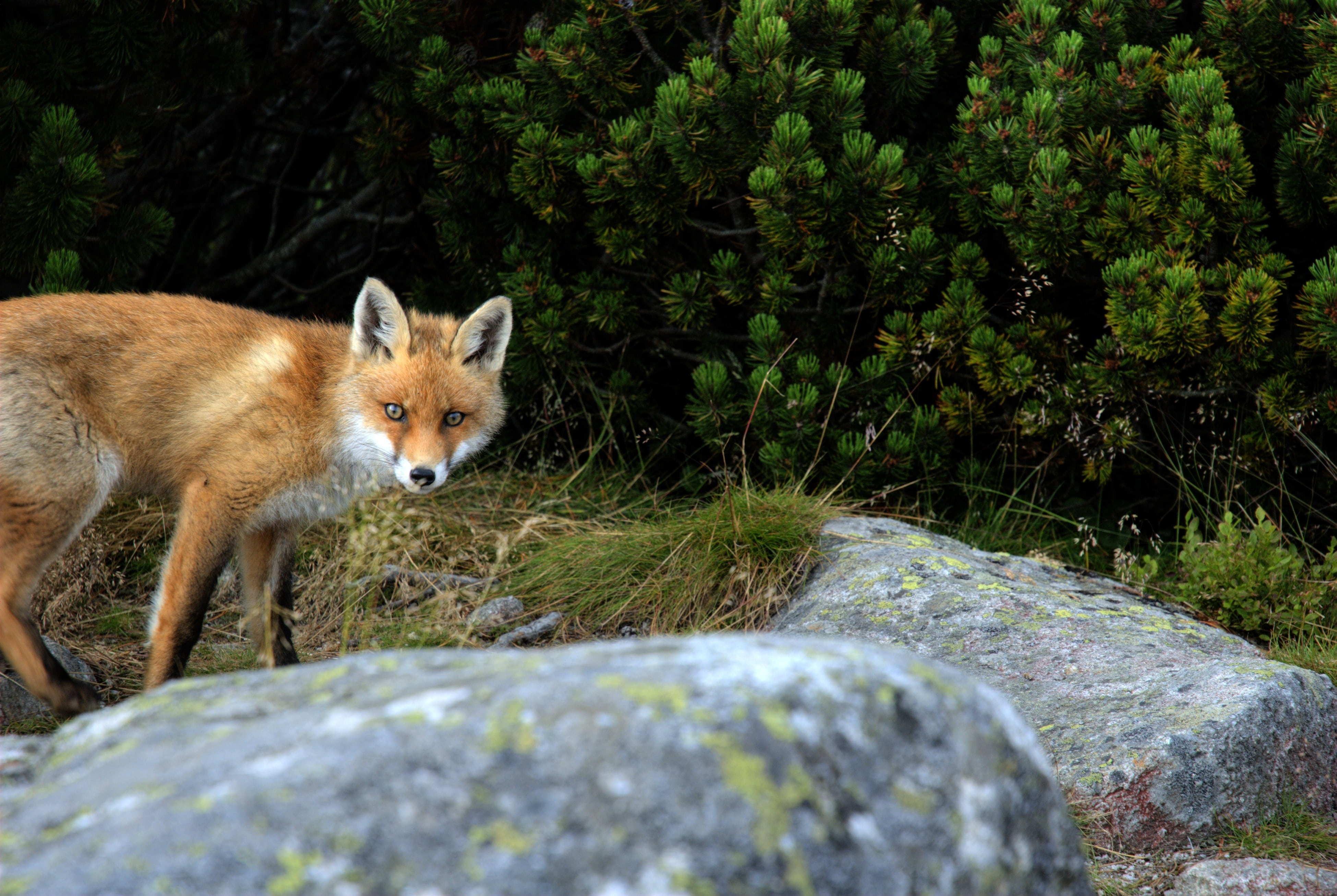 plant, rock - object, fox, outdoors, looking at camera, animal themes, animals in the wild, rock, the slovak tatras, animal wildlife, mountains, nature, HD Wallpaper