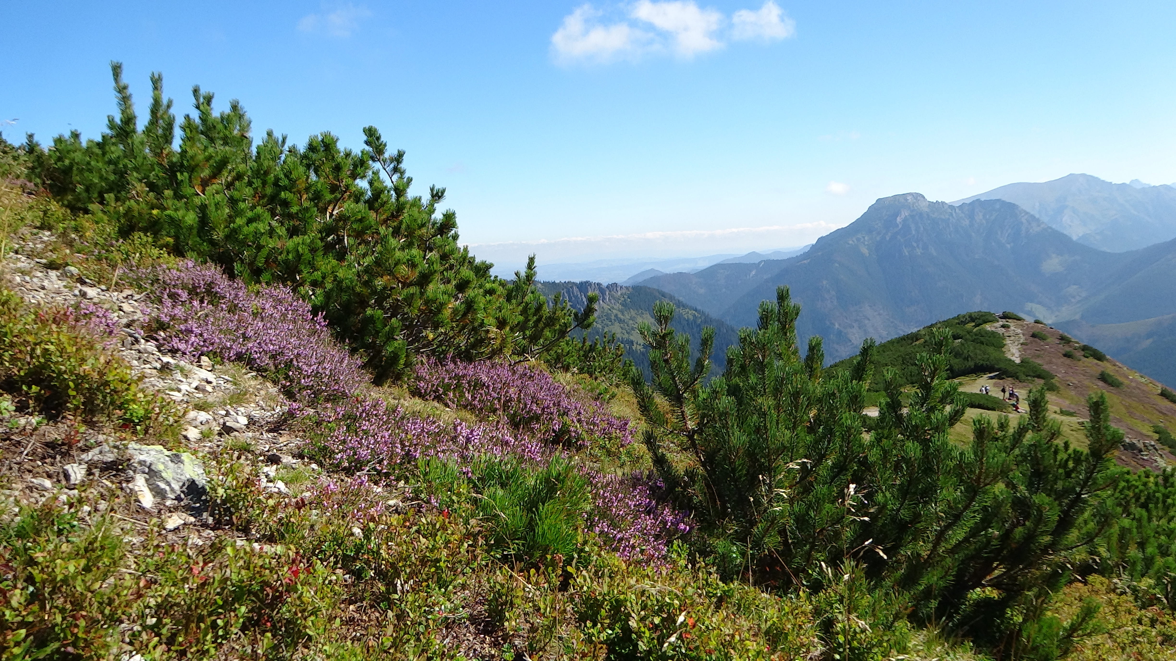 flowering plant, summer, mountain, growth, tranquil scene, top, Tatry, purple, flower, beauty in nature, day, plant, land, scenics - nature, sky, no people, HD Wallpaper
