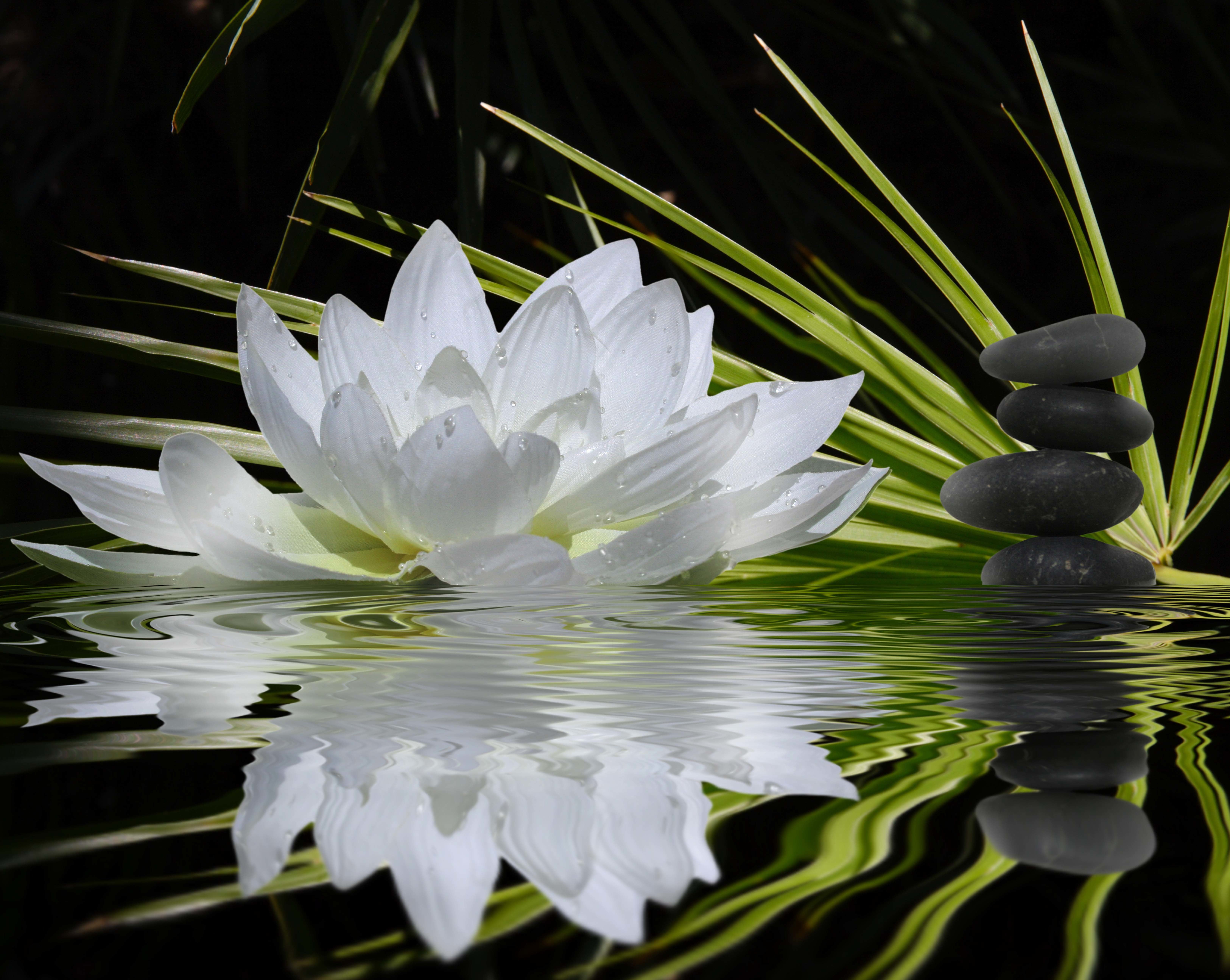 plant part, floating on water, pink Color, black, 5K, bokeh., lily, lotus Water Lily, outdoors, green Color, beauty In Nature, single Flower, beauty, pond, HD Wallpaper