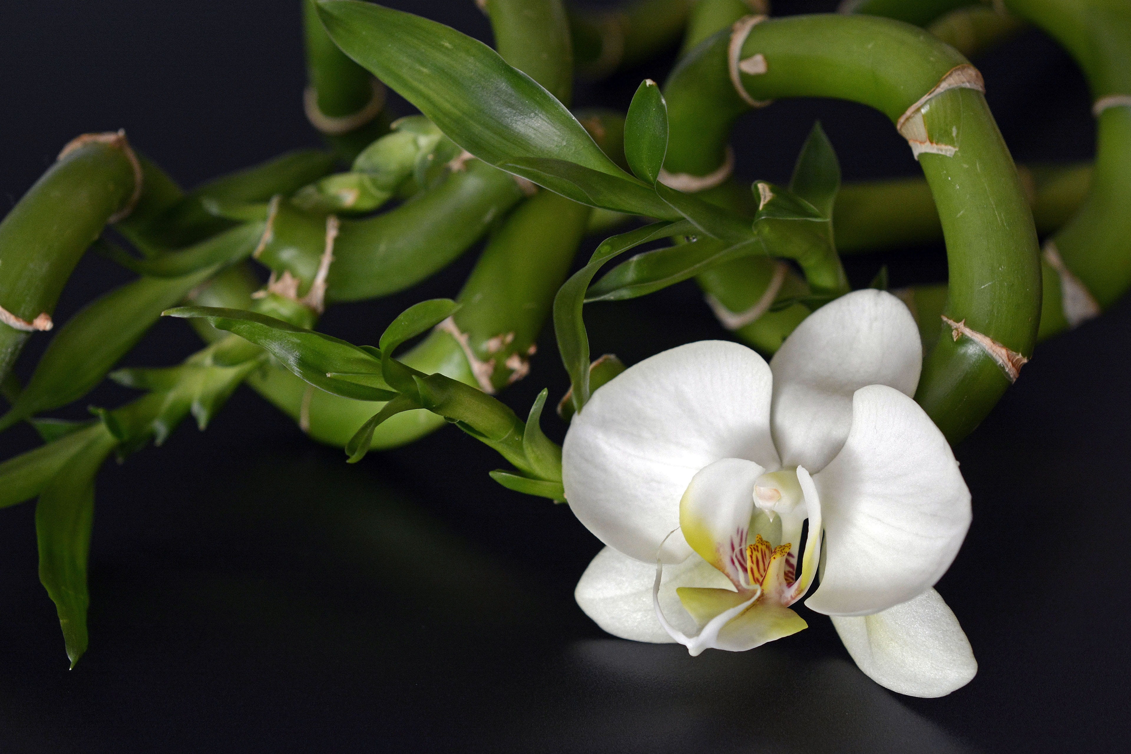 relax, plant, fengshui, beauty in nature, no people, leaf, freshness, orchid, wood, wellness, fresh, growth, springtime, asia, branch, relaxation, plant part, HD Wallpaper