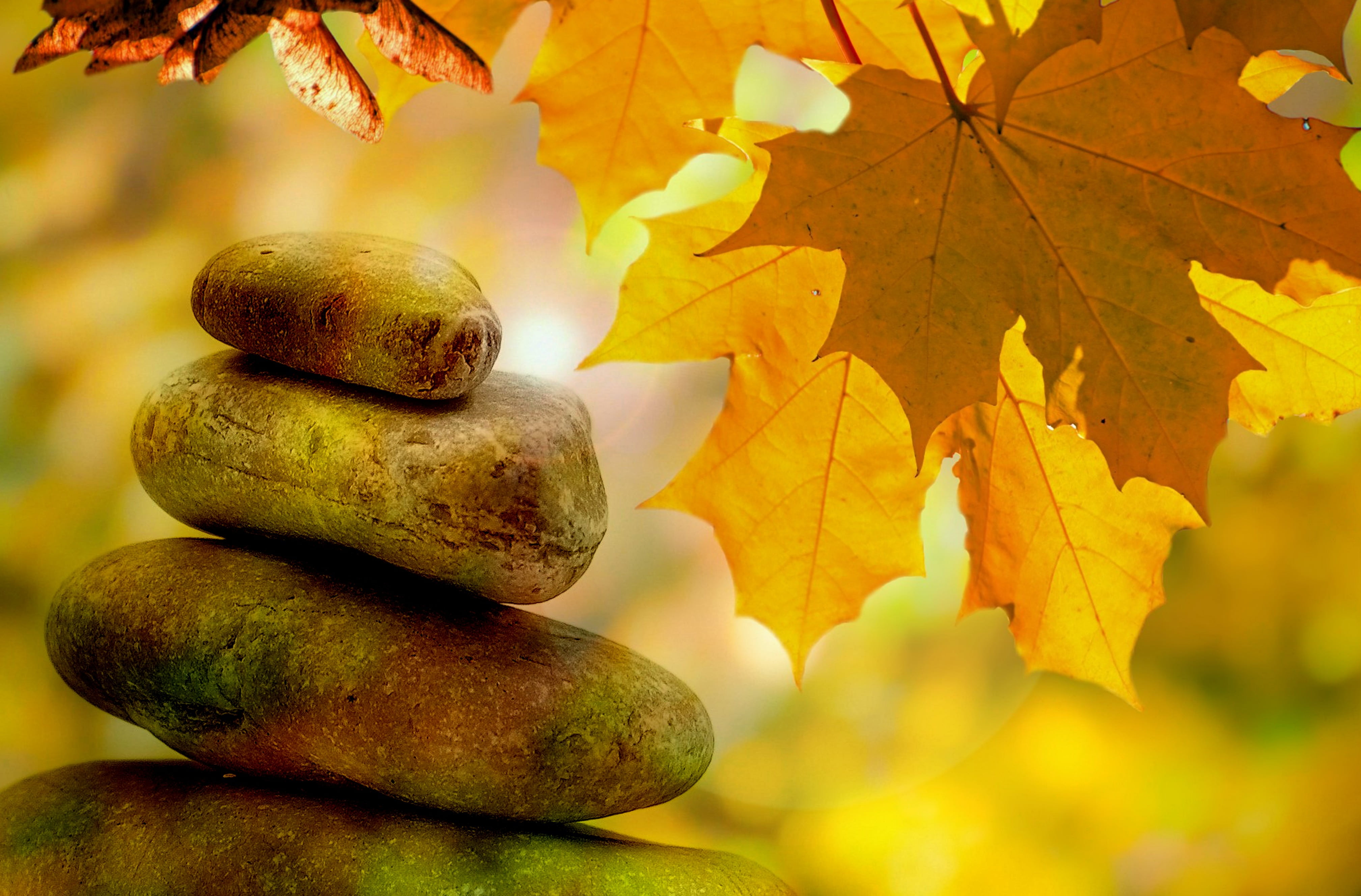 four, change, ripe, growth, jarmoluk, maple tree, beauty in nature, plant part, park, wellness, bless you, balance, close-up, stone, leaf, nature, fruit, HD Wallpaper