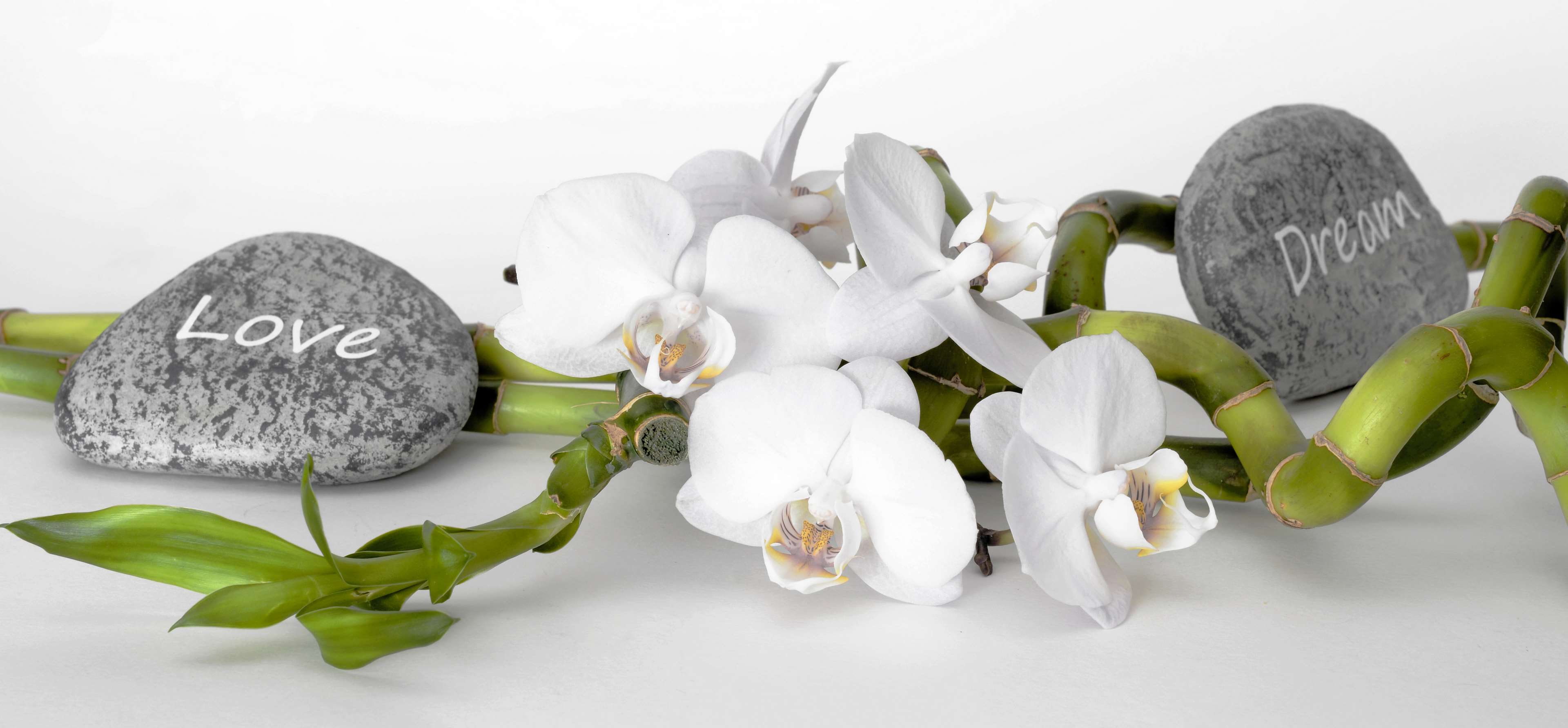 fengshui, cut out, studio shot, woo, food and drink, love, white background, wellness, nature, dreams, orchid, recovery, luck, luck bamboo, branch, no people, HD Wallpaper