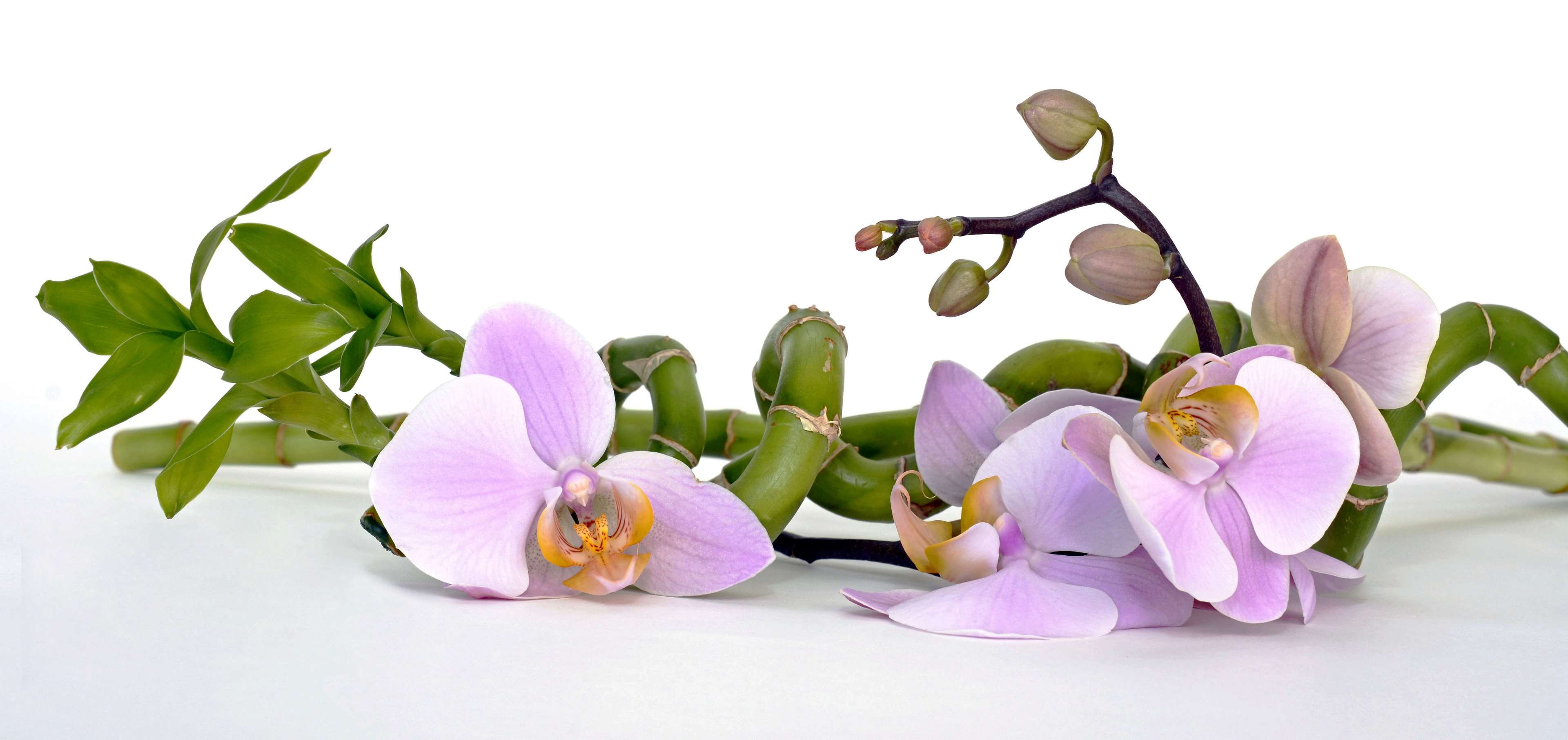 leaf, relaxation, balance, purple, close-up, orchid flower, bouquet, luck bamboo, frisch, indoors, fragility, asia, branch, botanical, inflorescence, flowering plant, HD Wallpaper