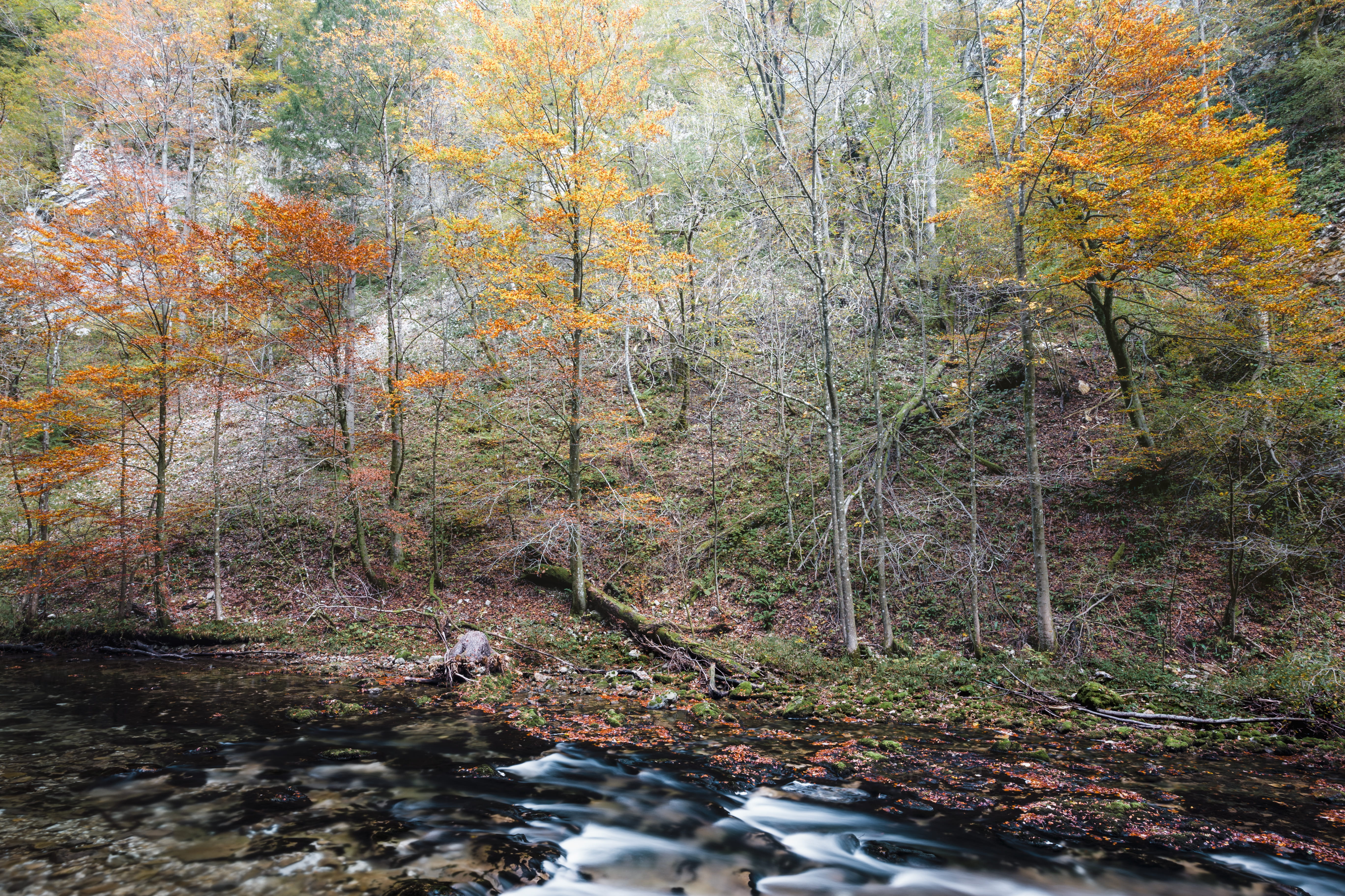 tree, land, day, river, tranquility, slovenia, plant part, leaf, 5K, zgornje gorje, change, vintgar gorge, flowing, plant, canyon, radovna river, non-urban scene, HD Wallpaper