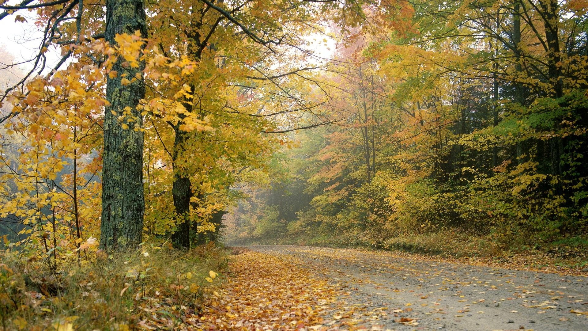 1080P, afternoon, vermont, autumn, HD Wallpaper