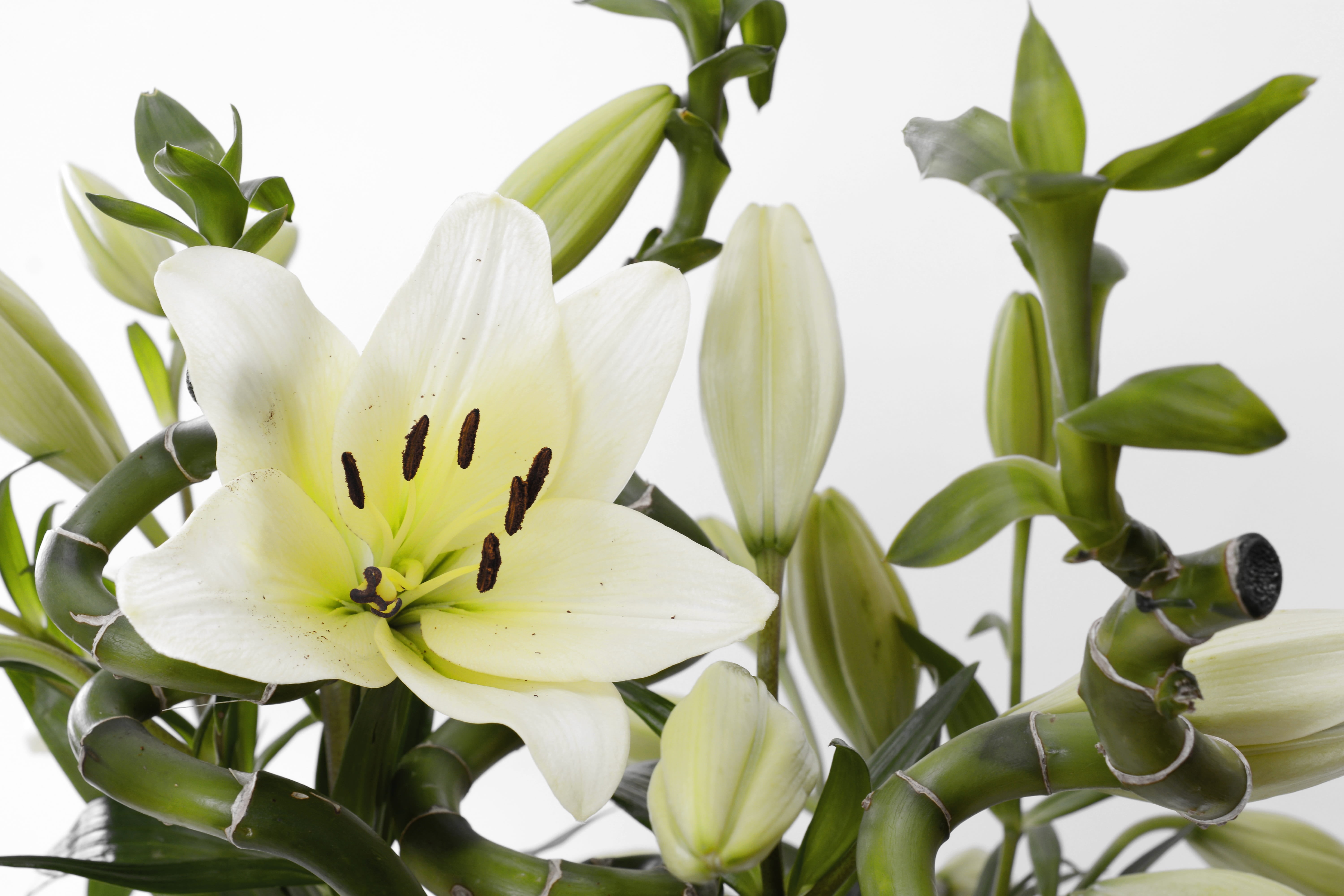 beauty in nature, fengshui, green color, 5K, close-up, lily family, frisch, white flower, lily, flower head, nature, botanical, white, plant, plant part, HD Wallpaper