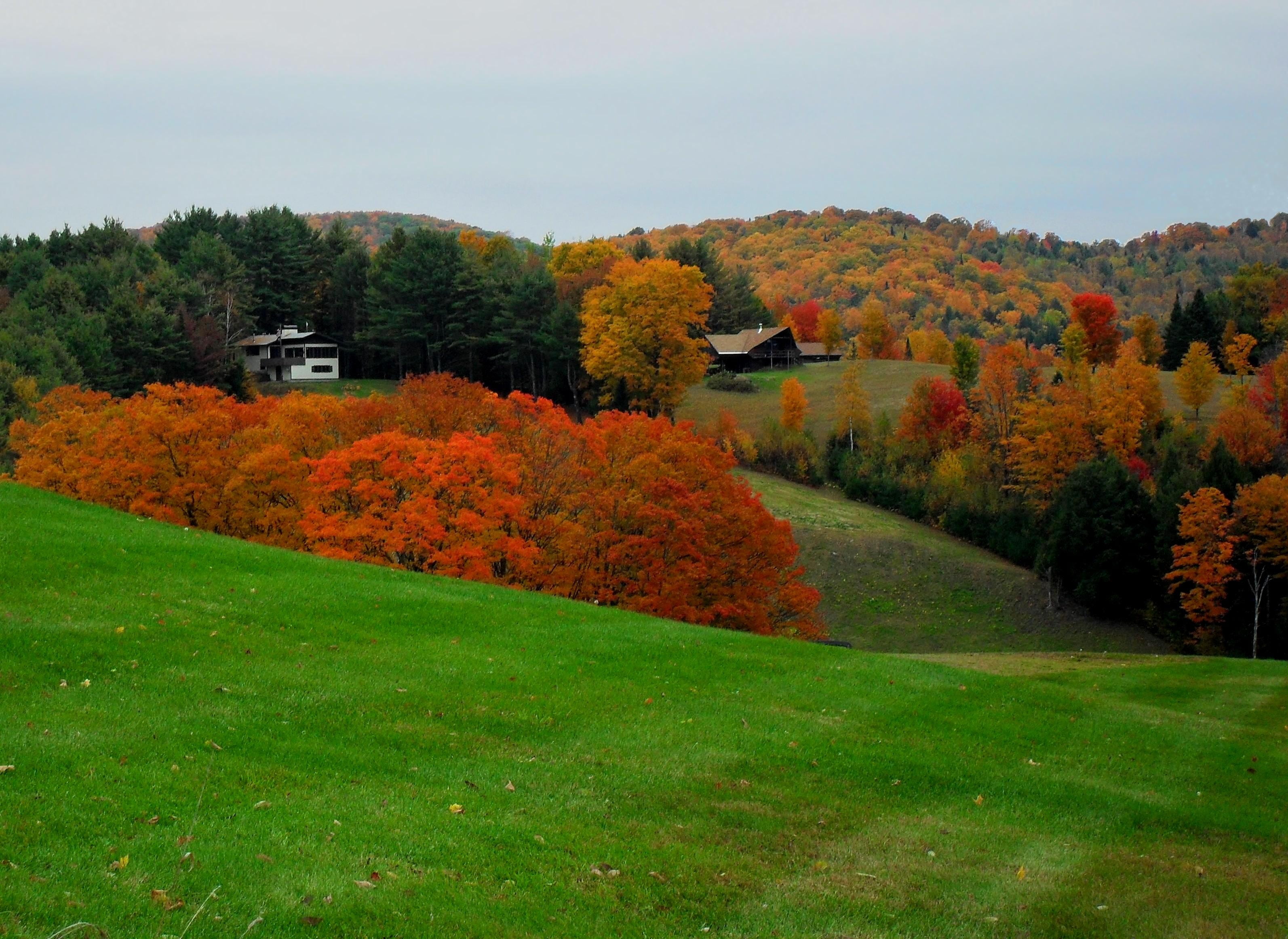 no people, growth, fall, forest, land, trees, scenic, foliage, new england, season, tranquil scene, peaceful, october, vermont, scenics - nature, green color, HD Wallpaper