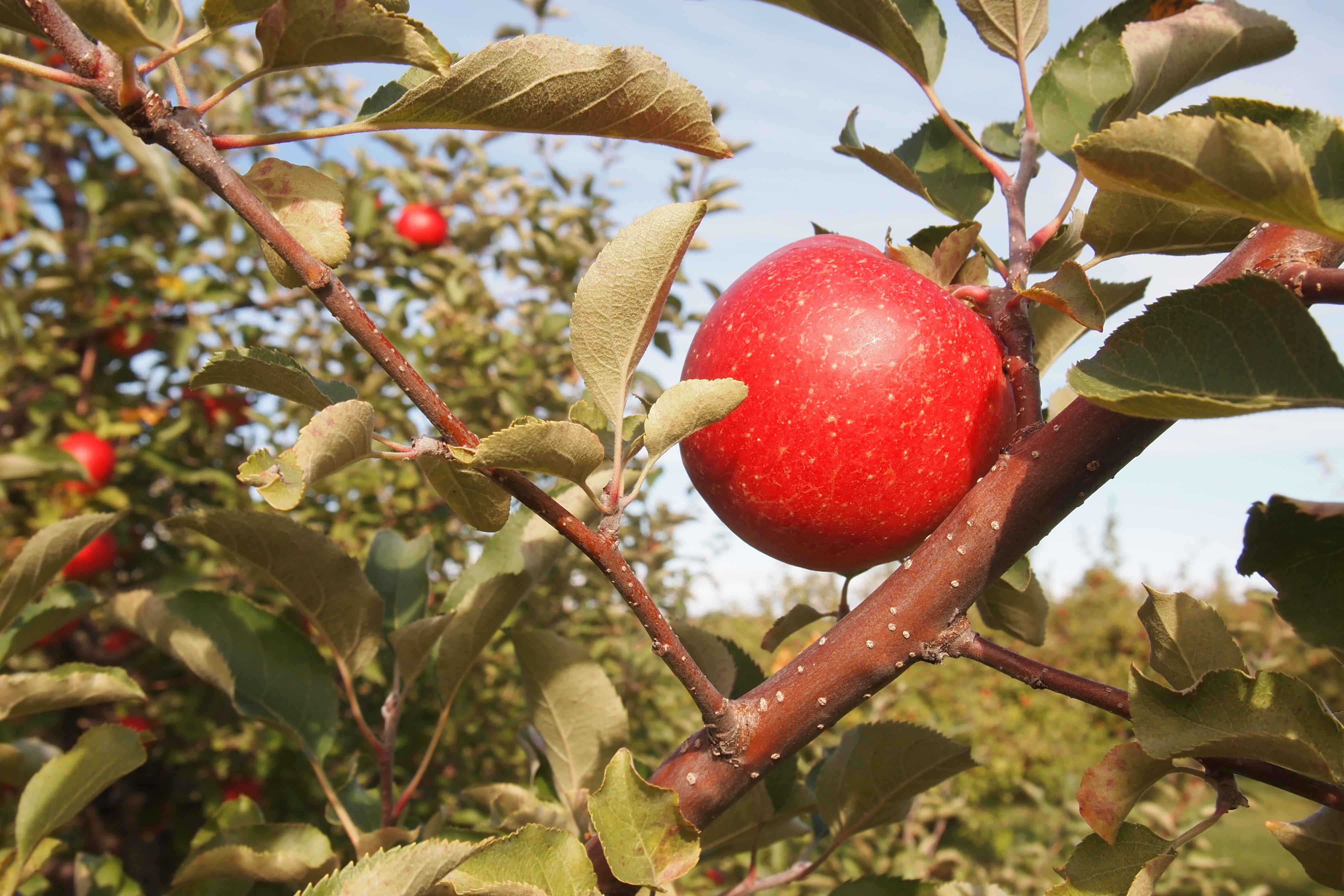 freshness, fruit tree, nature, food and drink, red, plant, apple - fruit, 4K, outdoors, healthy eating, plant part, apple, wellbeing, close-up, no people, HD Wallpaper