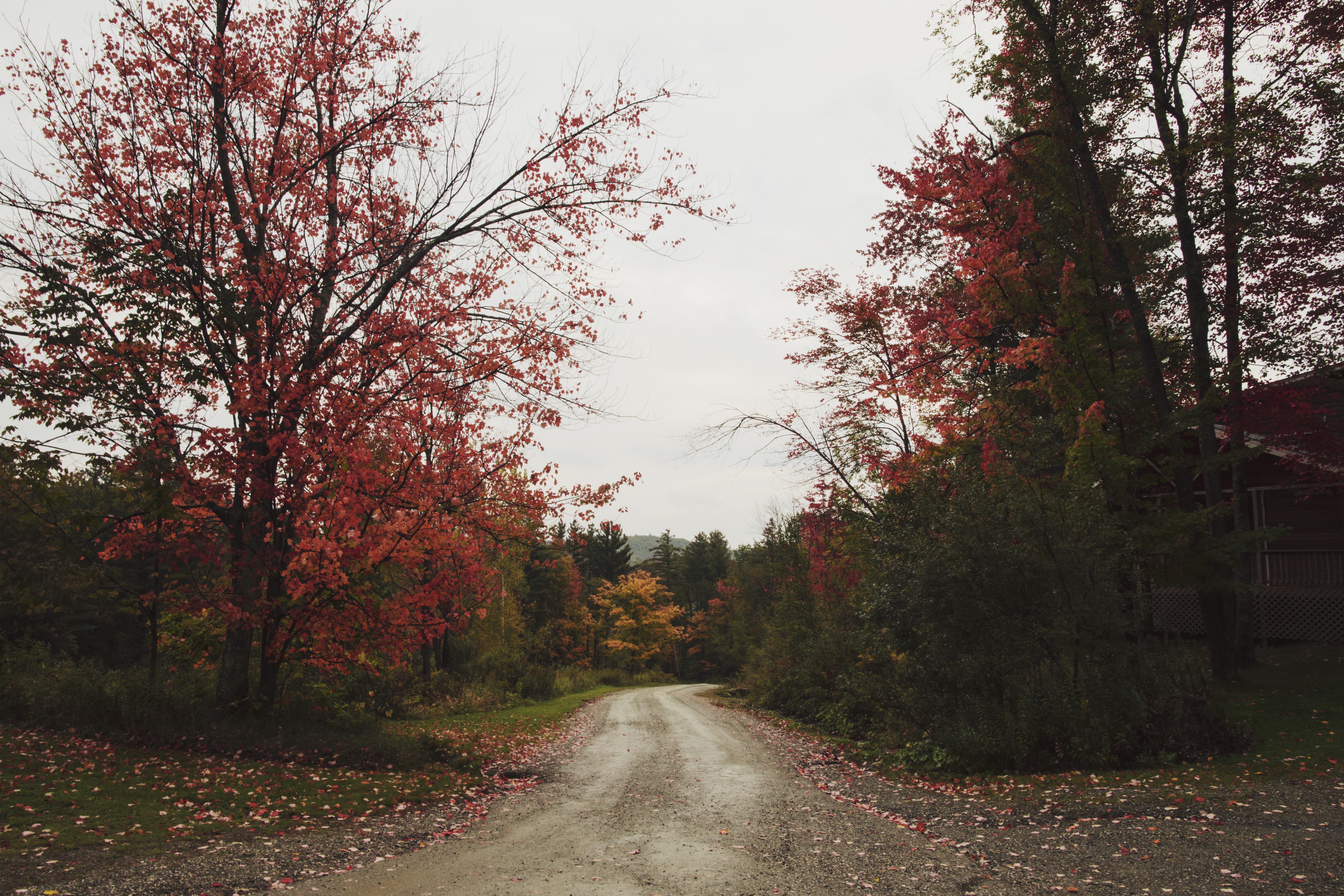 5K, no people, change, day, autumn, diminishing perspective, transportation, autumn collection, nature, tree, fall, the way forward, plant, vermont, united states, HD Wallpaper