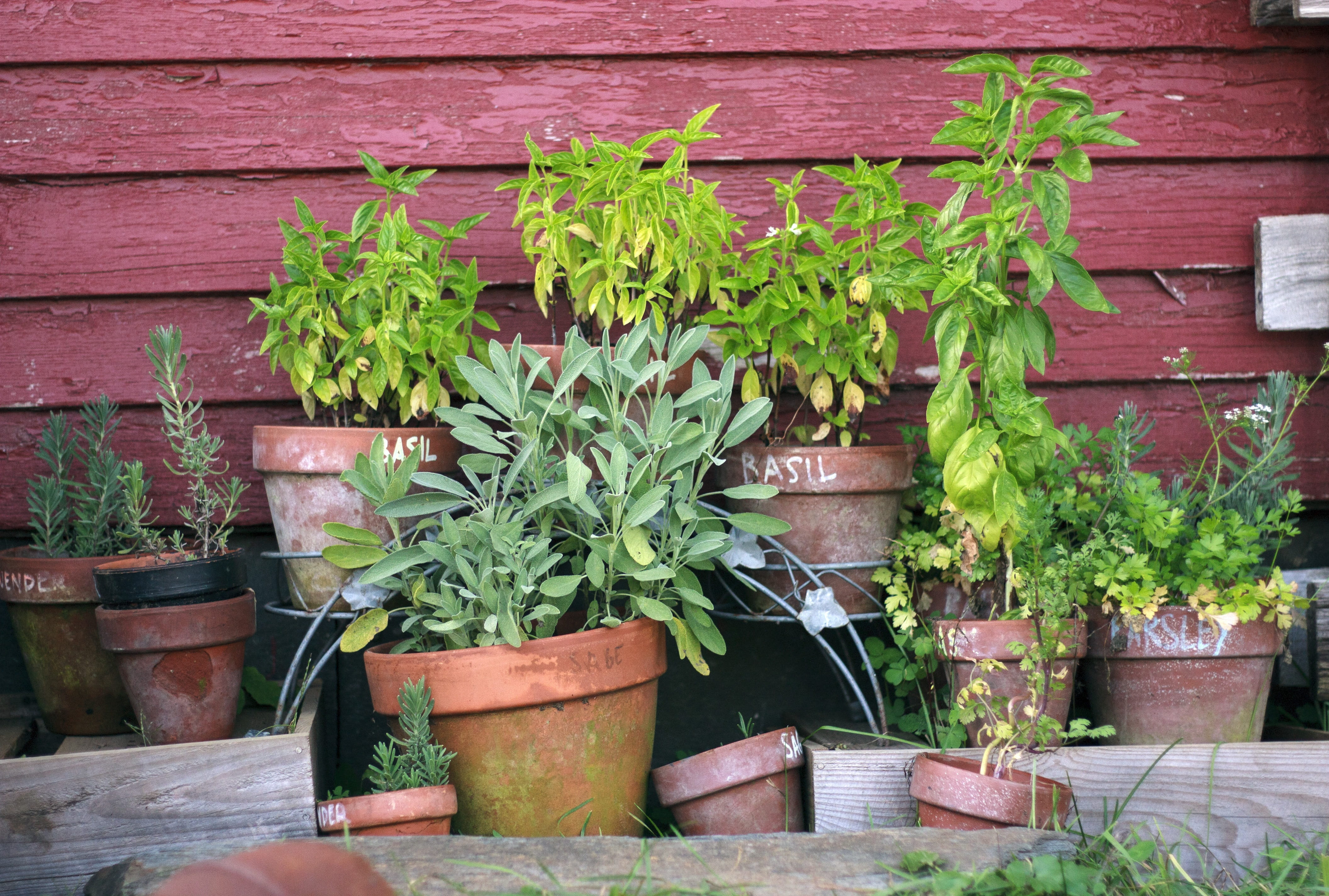 plant, red, green color, flower pot, culinary, freshness, variation, green, healthy, basil, summer, Herb Garden, potted plant, herb, growth, outdoors, herbal, HD Wallpaper
