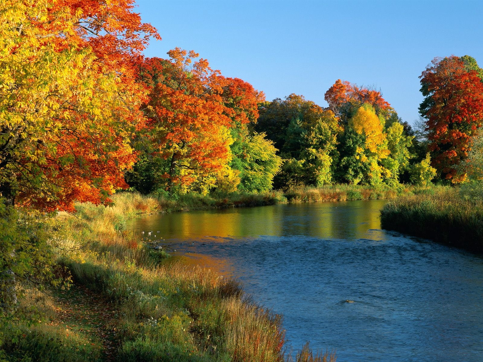 yellow, vibrant Color, red, ontario, colors, lake, vermont, beauty In Nature, 720P, landscape, multi Colored, season, orange Color, autumn collection, HD Wallpaper