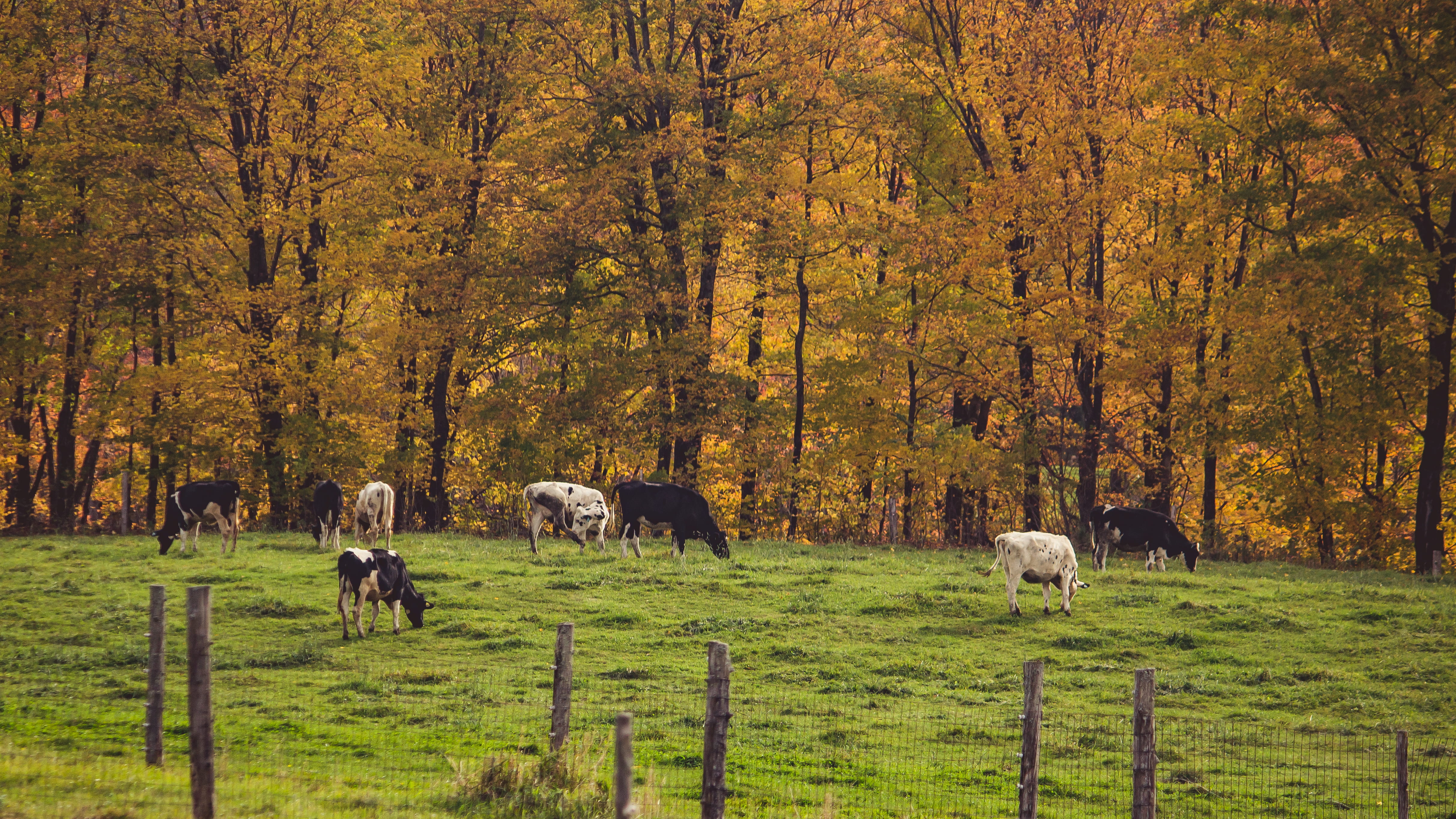 4K, group of animals, change, pets, vertebrate, united states, domestic animals, livestock, animals, fall, type-ready, vermont, farm, cute, animal, beauty in nature, HD Wallpaper
