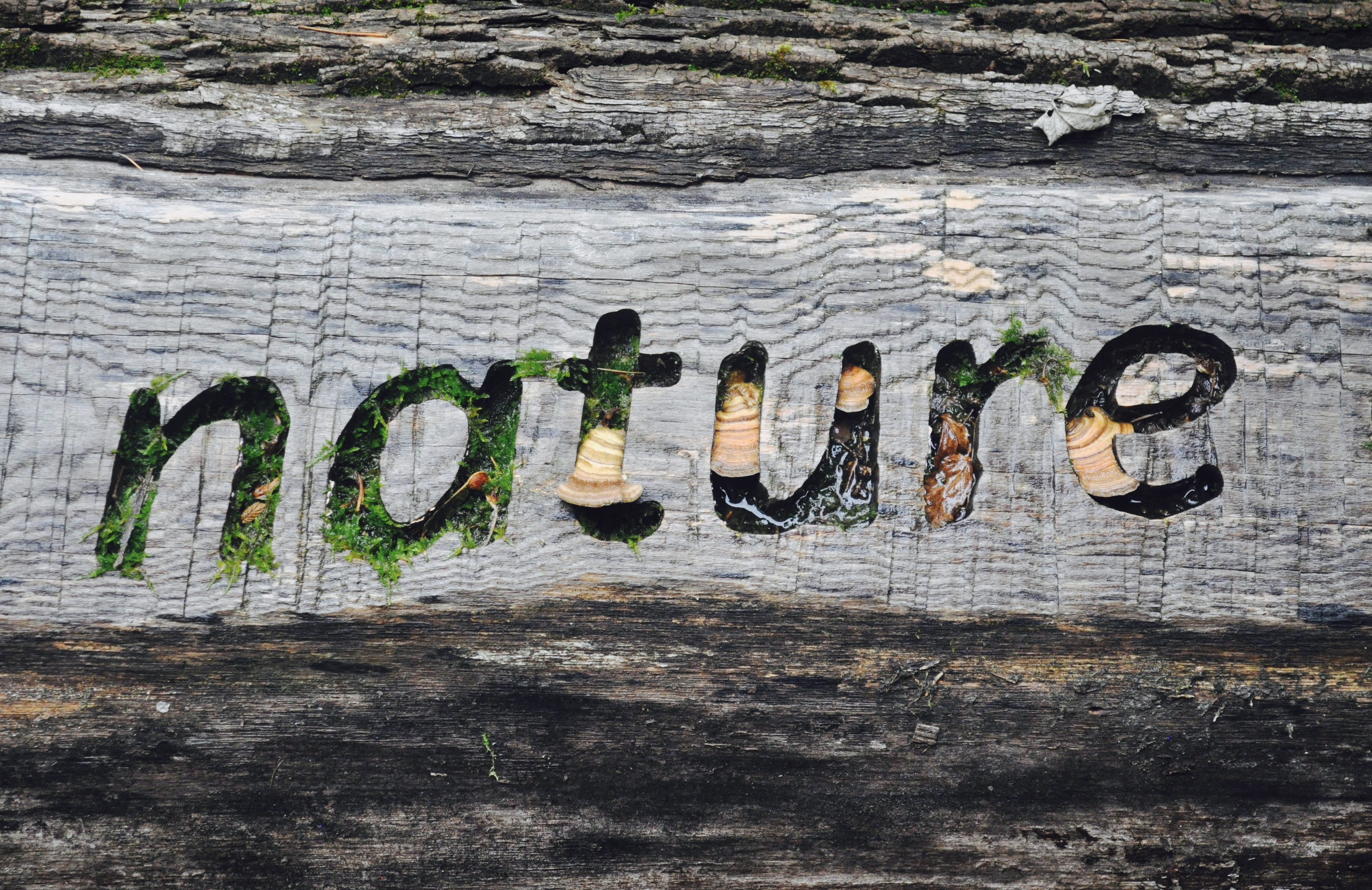 textured, 4K, weathered, vermont, old, brown, wood, text, old-fashioned, moss, detail, word, closeup, texture, typography, woodstock, backgrounds, stump, HD Wallpaper
