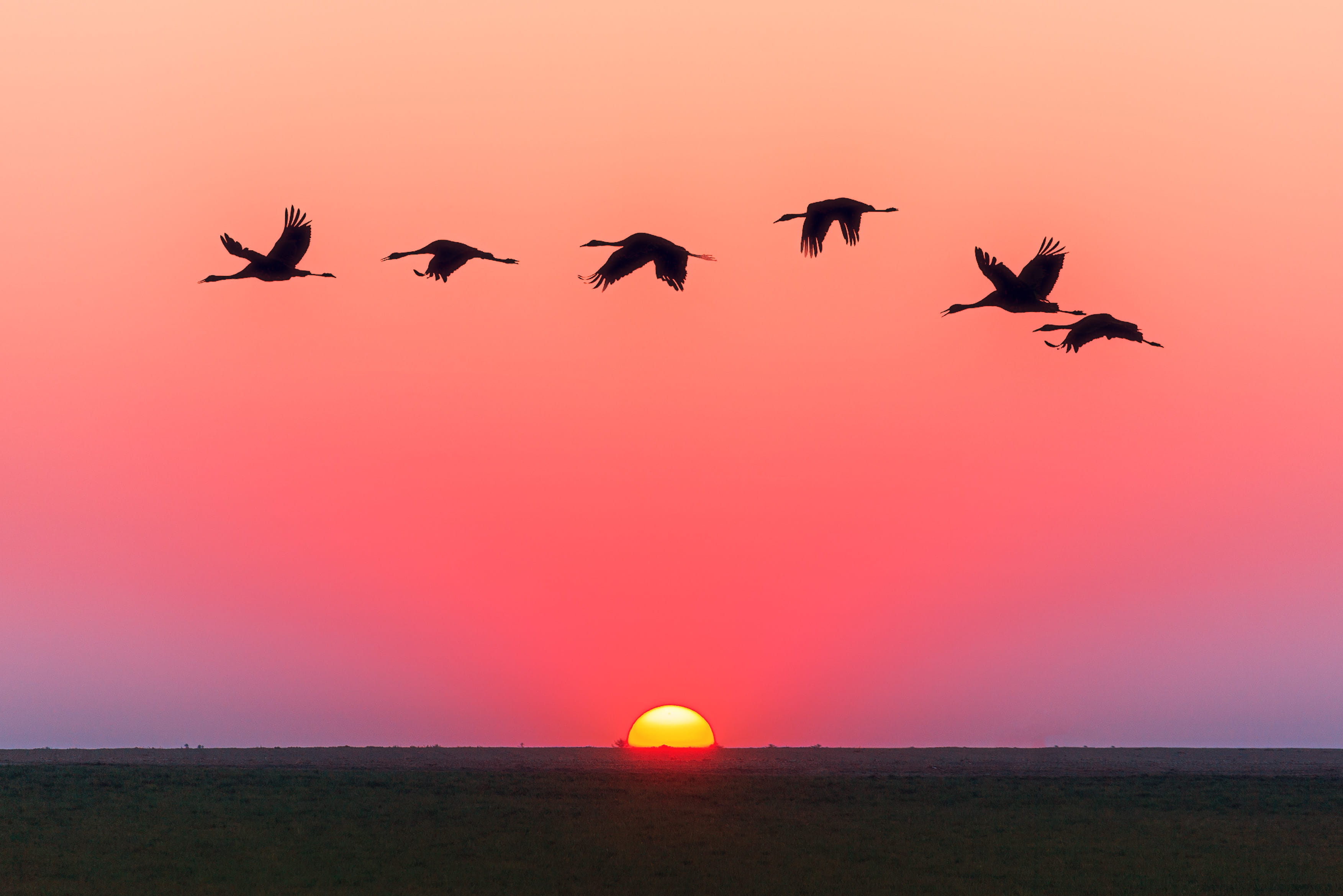 animal wildlife, group of animals, flight, animal, water, animals in the wild, mid-air, outdoors, beauty in nature, 2K, flying, no people, travel destinations, HD Wallpaper