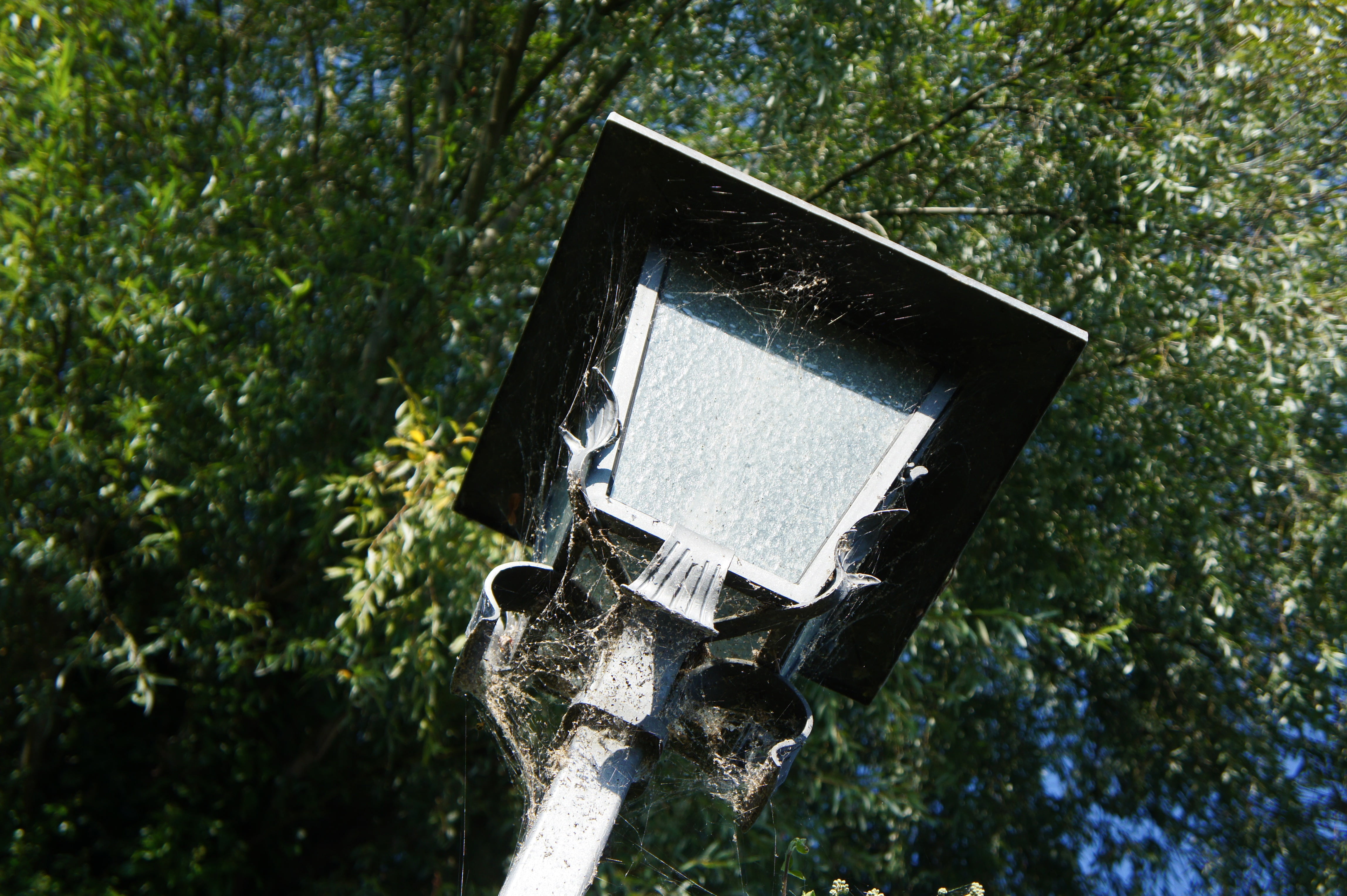 branch, street lamp, ladies island, nature, tree, technology, low angle view, bavaria, day, wood - material, sunlight, birdhouse, green color, historic street lighting, HD Wallpaper