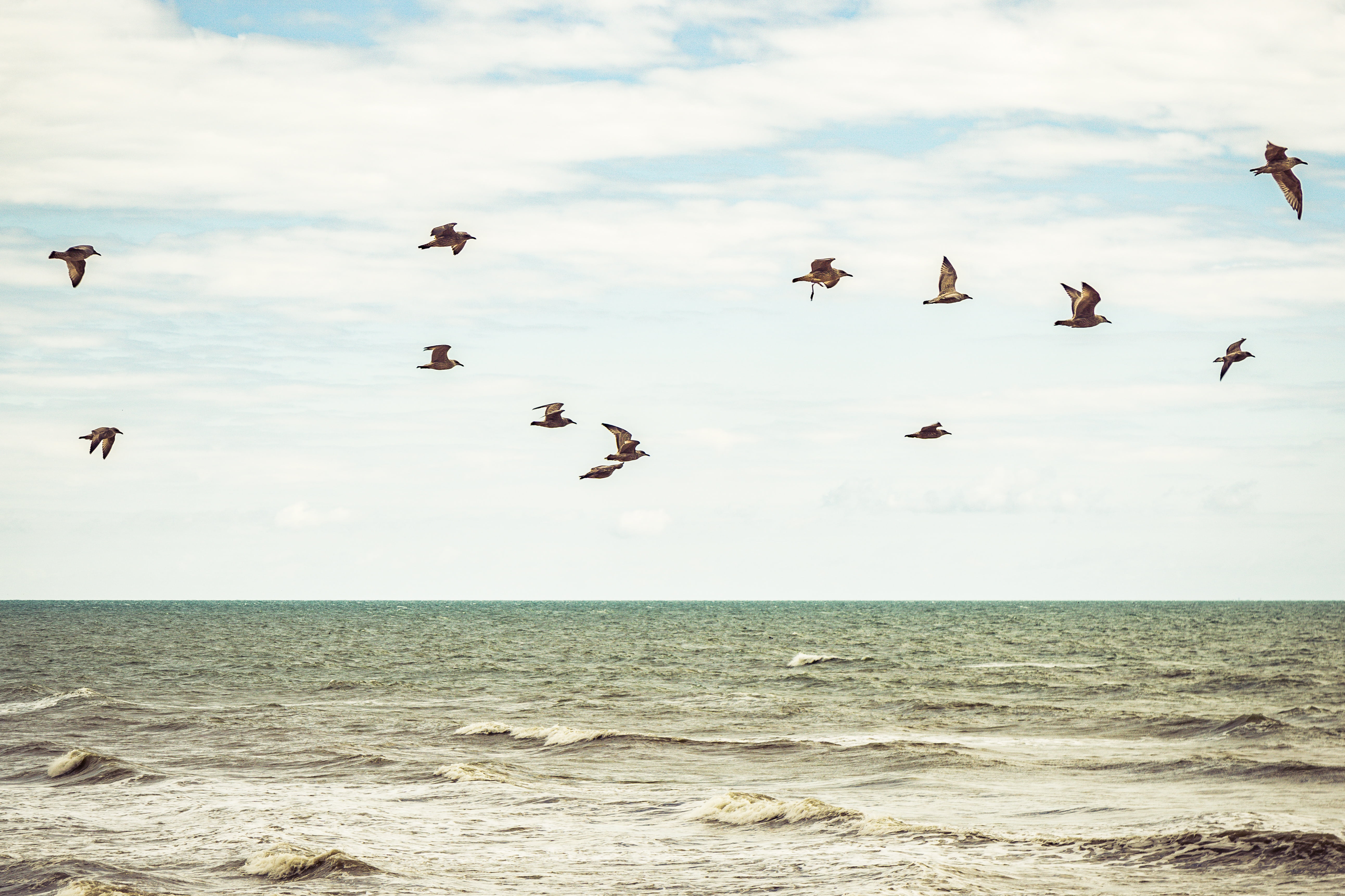 sea, beauty in nature, day, large group of animals, flight. minimalist, top, water, animal, horizon, bird, ocean, animal wildlife, cloud - sky, nature, HD Wallpaper