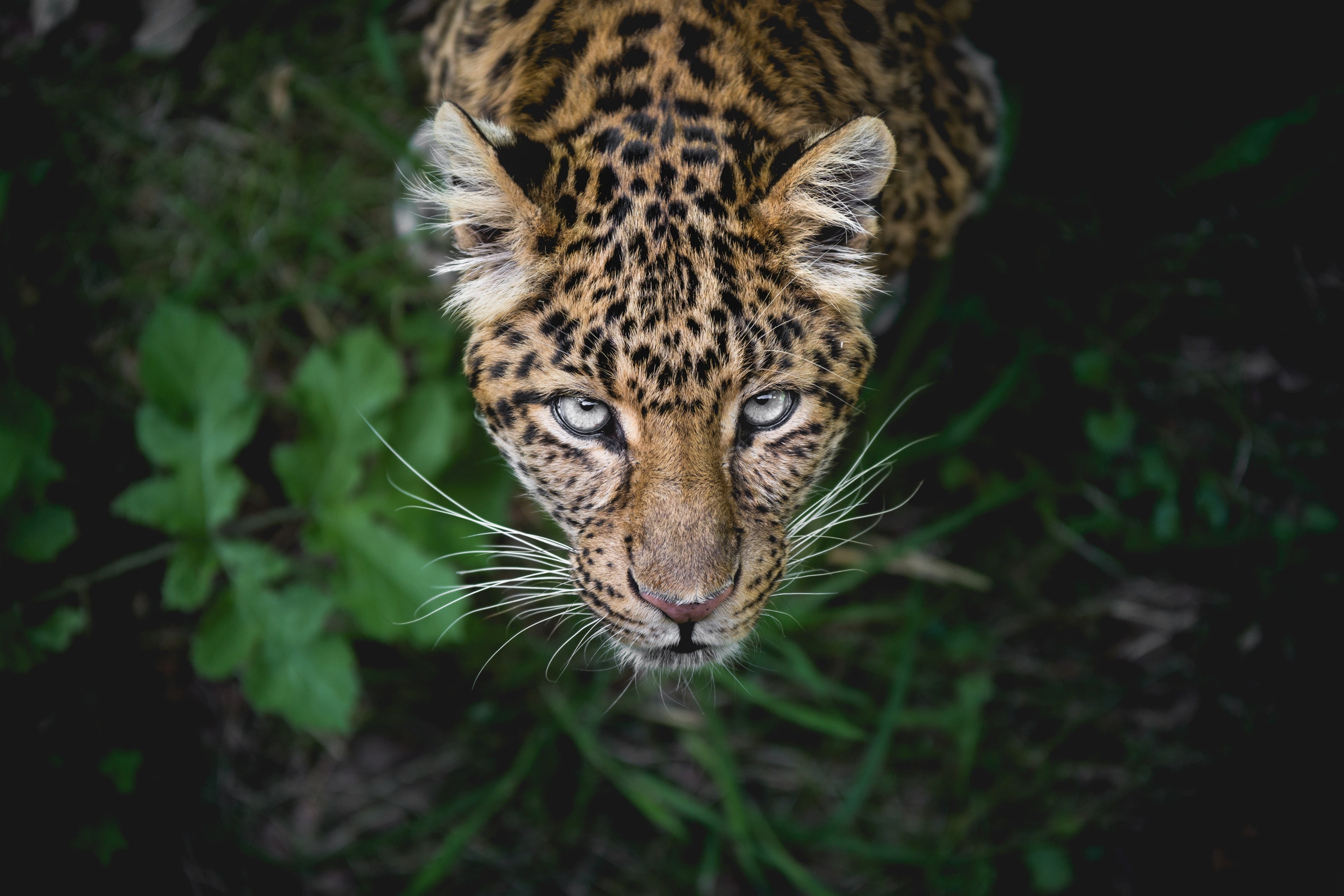 feline, animal wildlife, aggression, big cat, land, whisker, animal markings, animals in the wild, mammal, vertebrate, animal head, looking at camera, cat, HD Wallpaper
