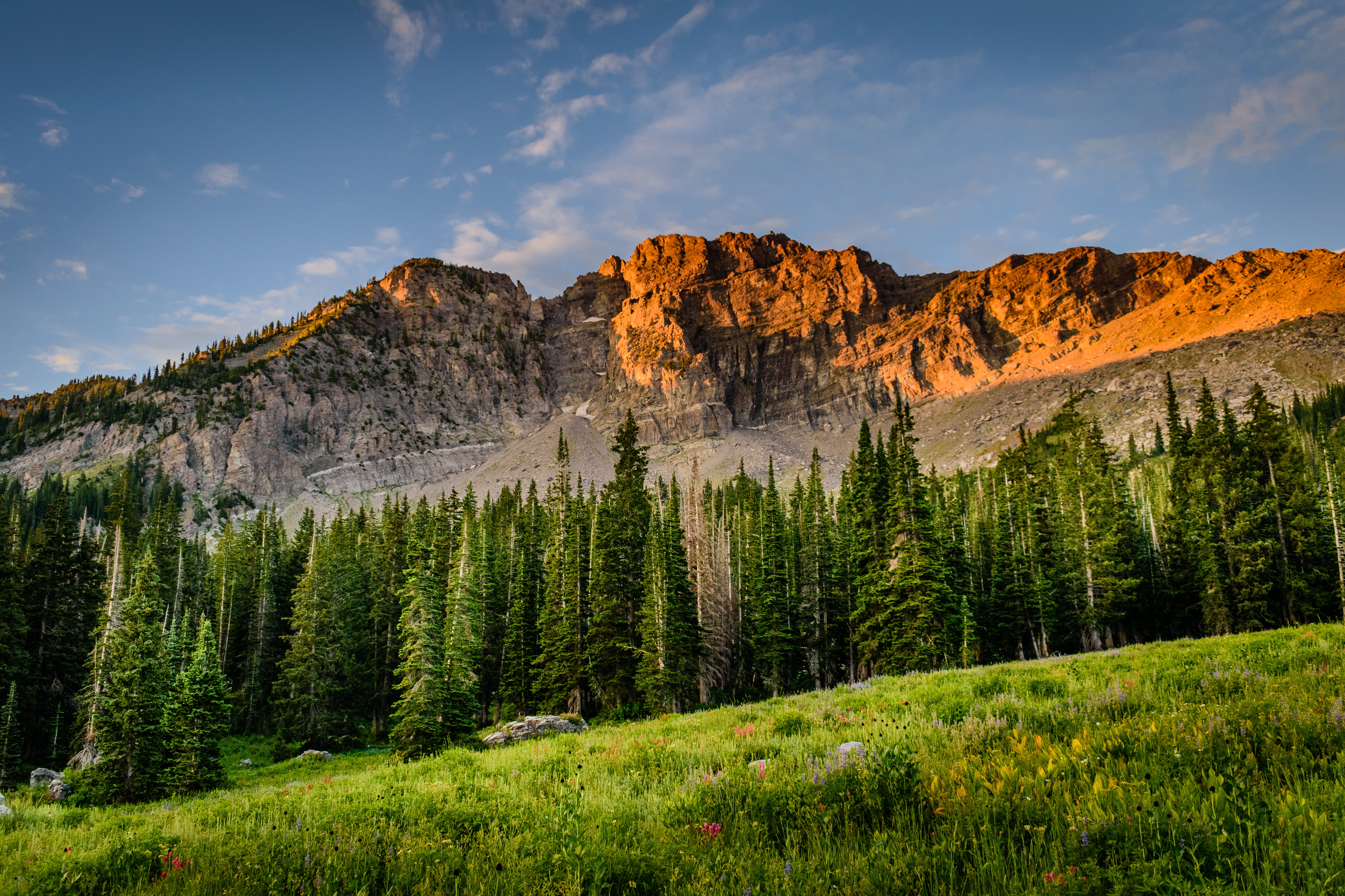 mountain, pine woodland, desktop backgrounds, cloud - sky, grass, daylight, outdoors, remote, idyllic, forest, nature, landscape, HD Wallpaper
