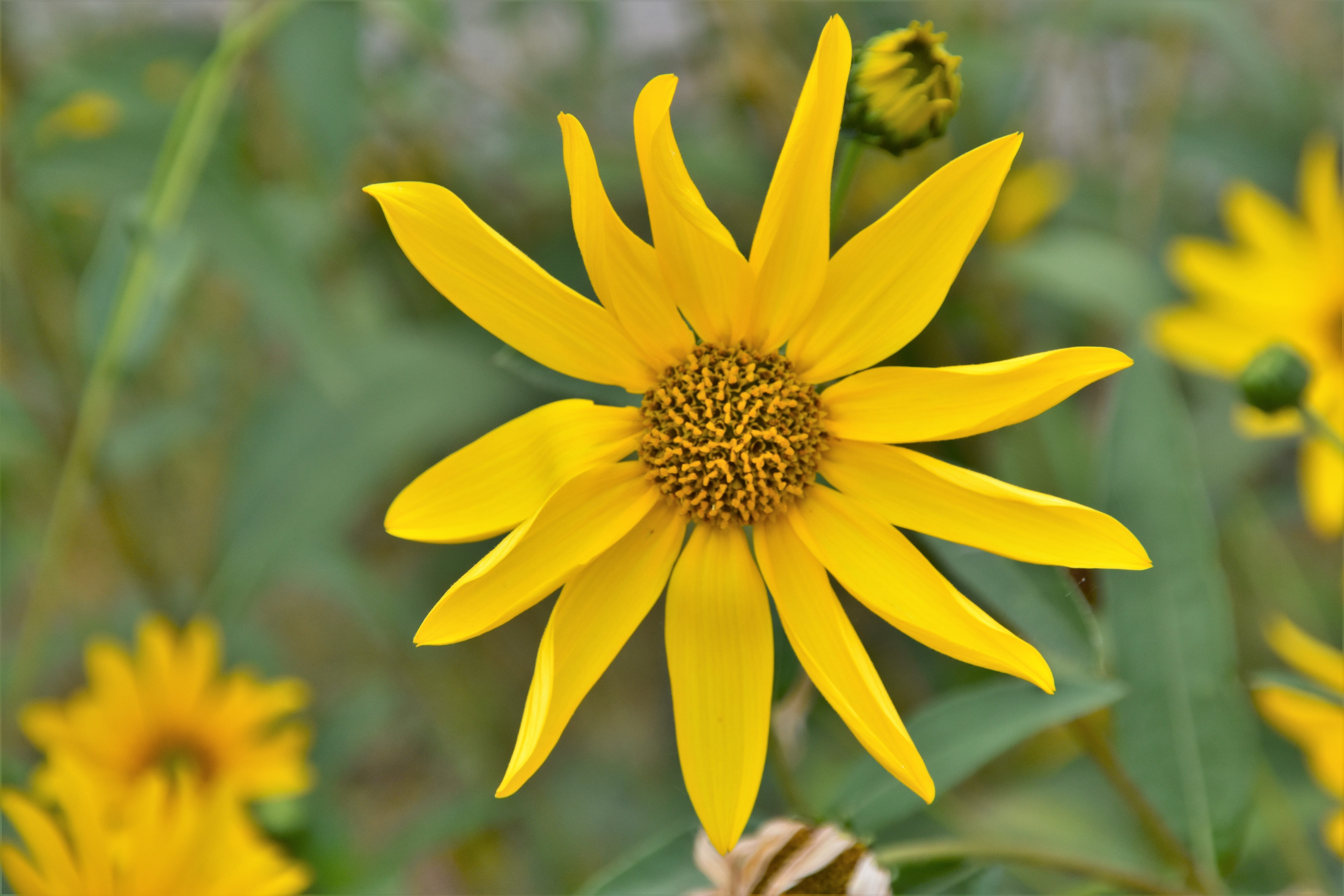 nature, soft focus, growth, chiemsee, day, colour, beauty in nature, germany, yellow, flower, blossom, freshness, flower head, 5K, pollen, close-up, floral, HD Wallpaper