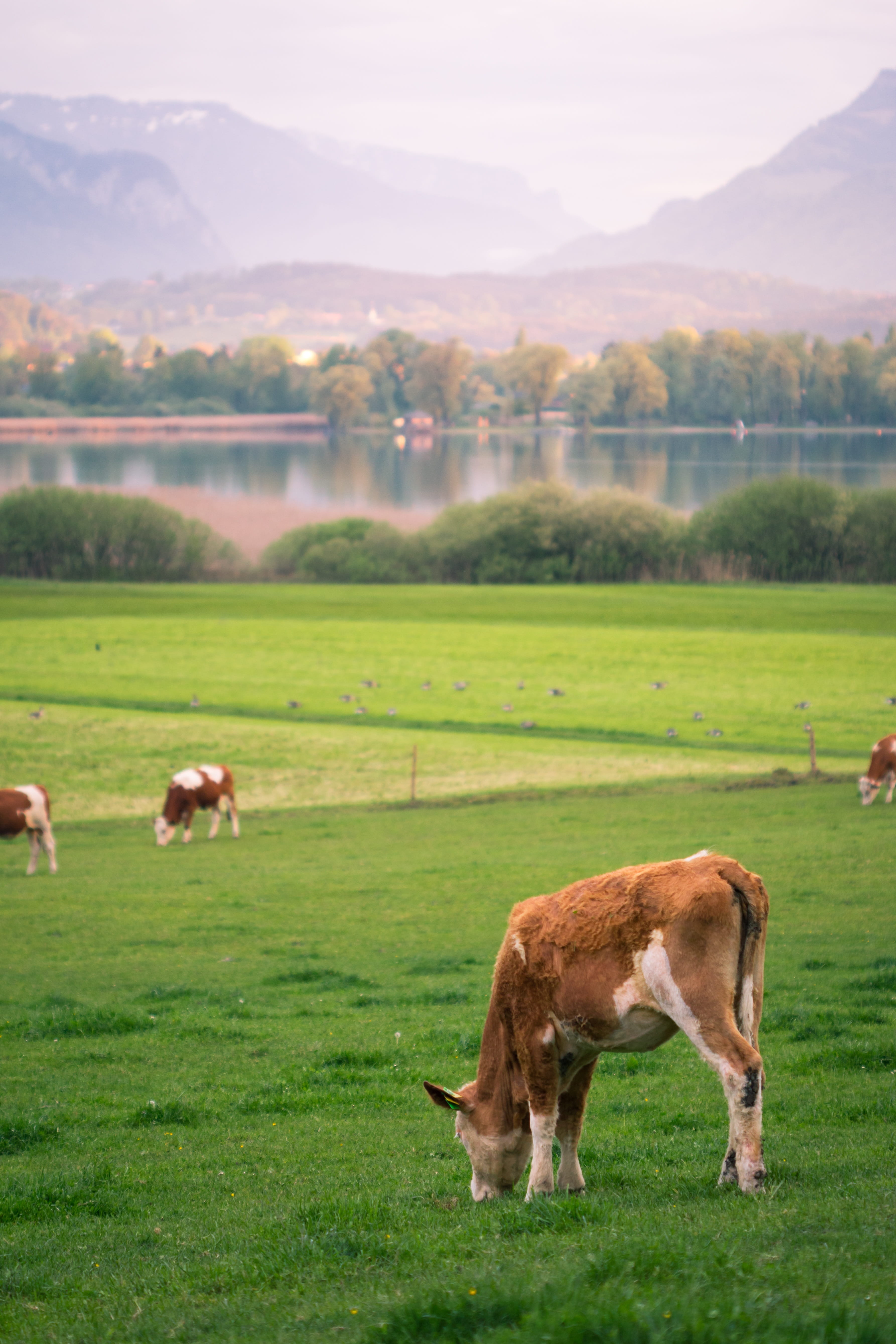 mountain, domestic, outdoors, cattle, grass, abendstimmung, bavaria, vertebrate, bank, 5K, pets, herbivorous, group of animals, Lake, cow, plant, cows, Phone HD Wallpaper