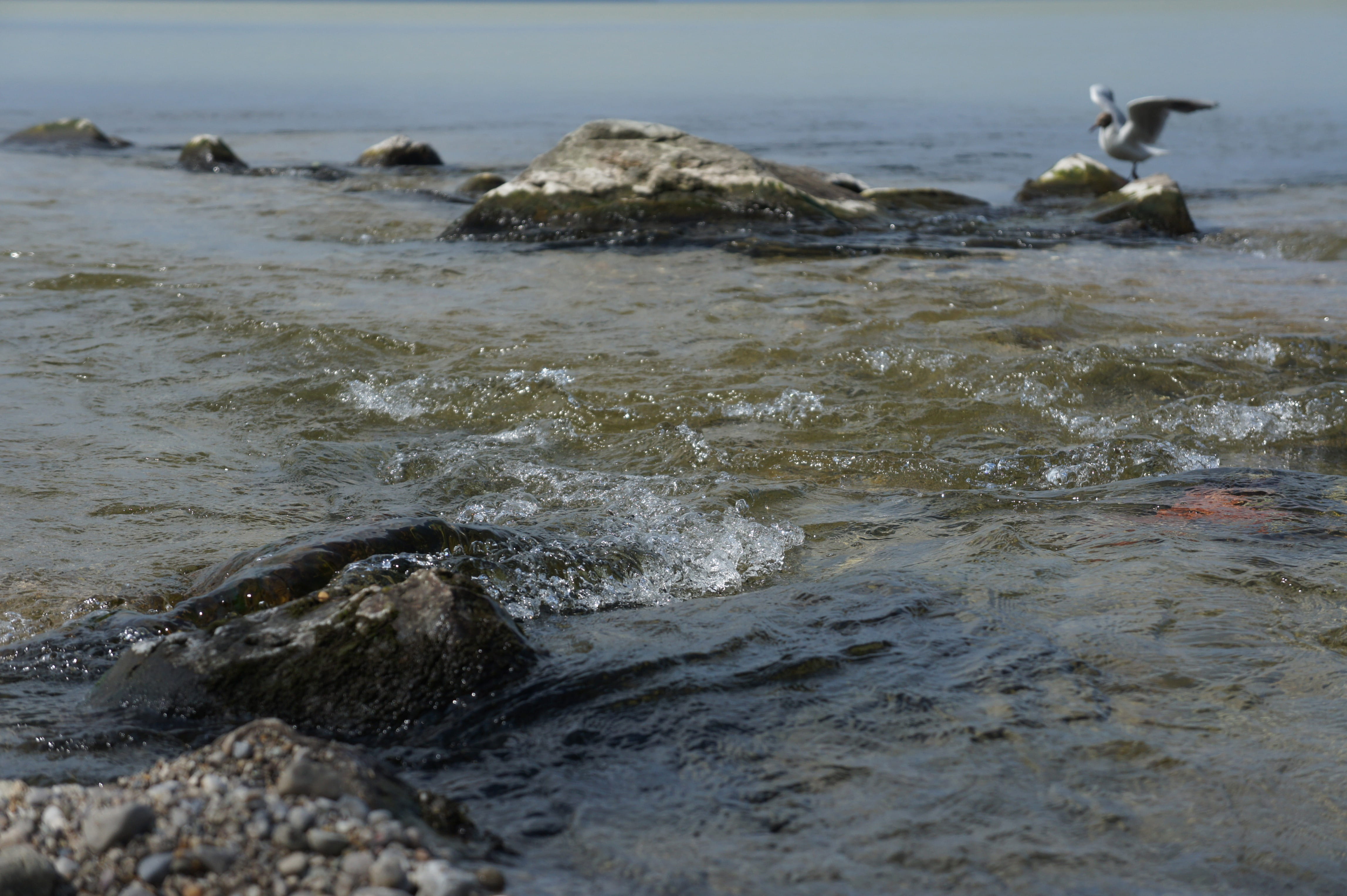 4K, beach, Alpine, splashing, flowing water, day, vertebrate, outdoors, Bavaria, animal, strudel, one animal, animals in the wild, beauty in nature, sport, HD Wallpaper
