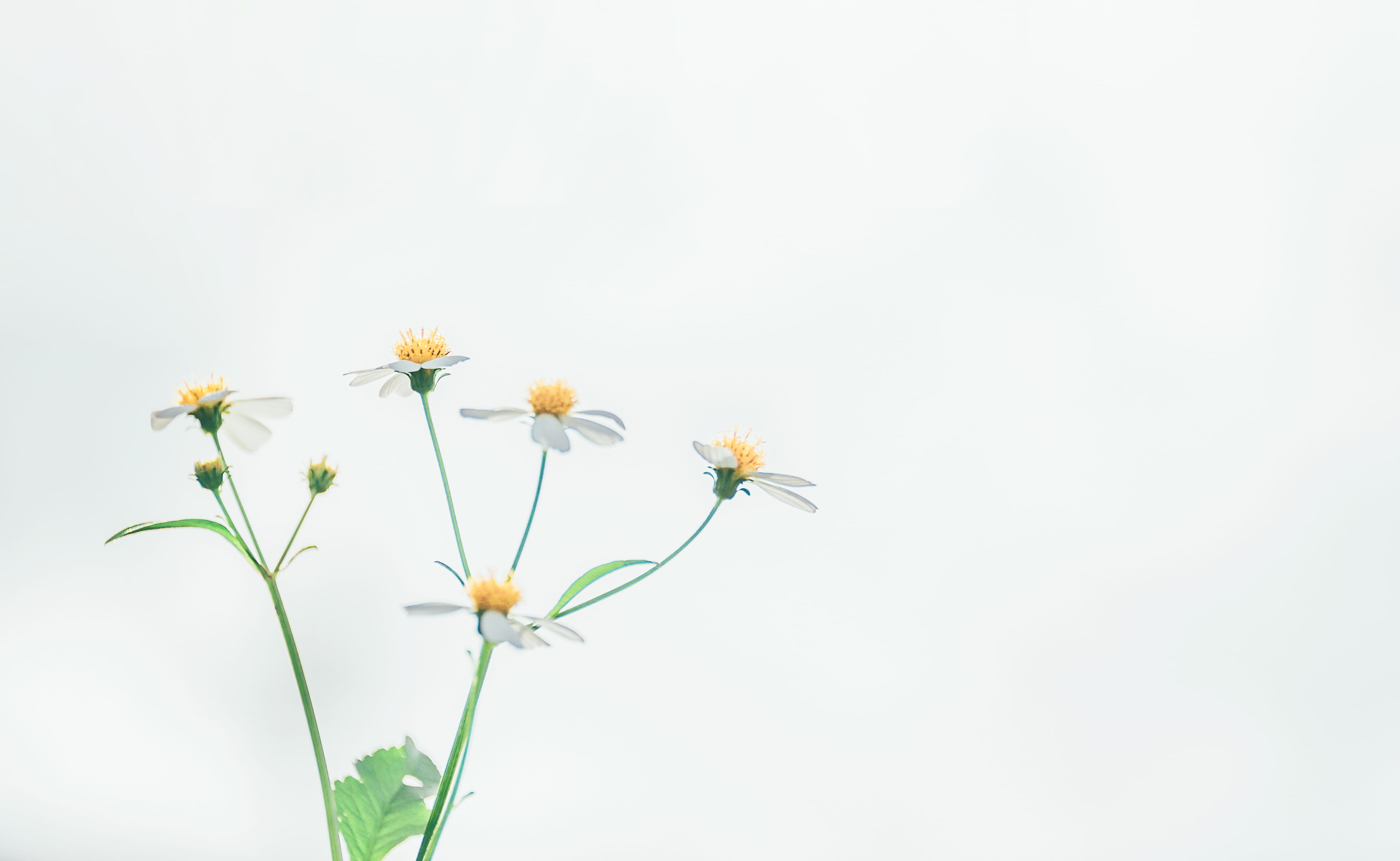 4K, flower arrangement, beauty in nature, plant stem, photography, nature, bloom, freshness, fragility, vulnerability, no people, white, growth, flowers, HD Wallpaper