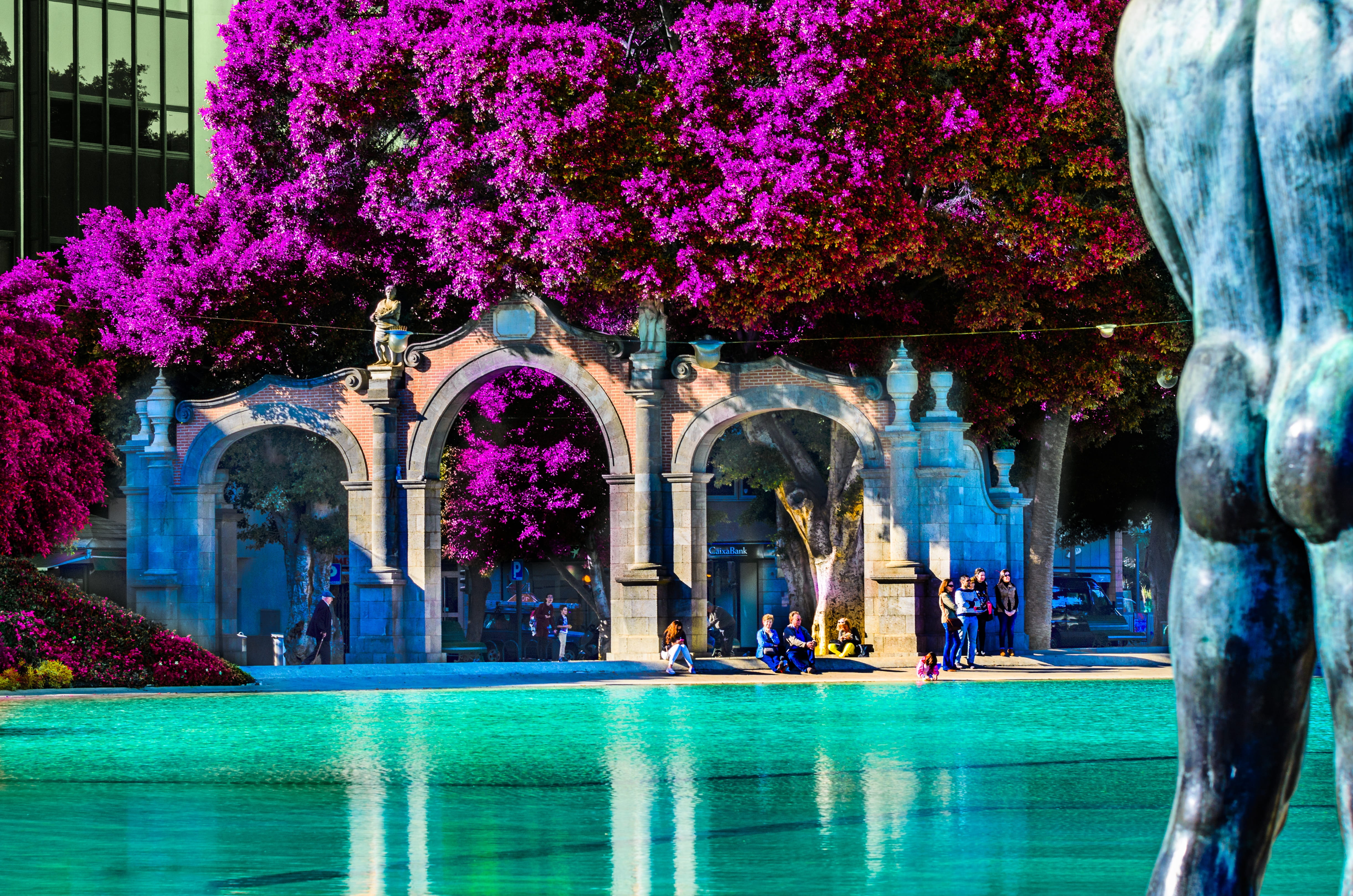 holiday, 4K, santa cruz, city, fountain, water, trees, nature, body, tenerife, flowering plant, bloom, pretty, religion, building exterior, travel, purple, HD Wallpaper