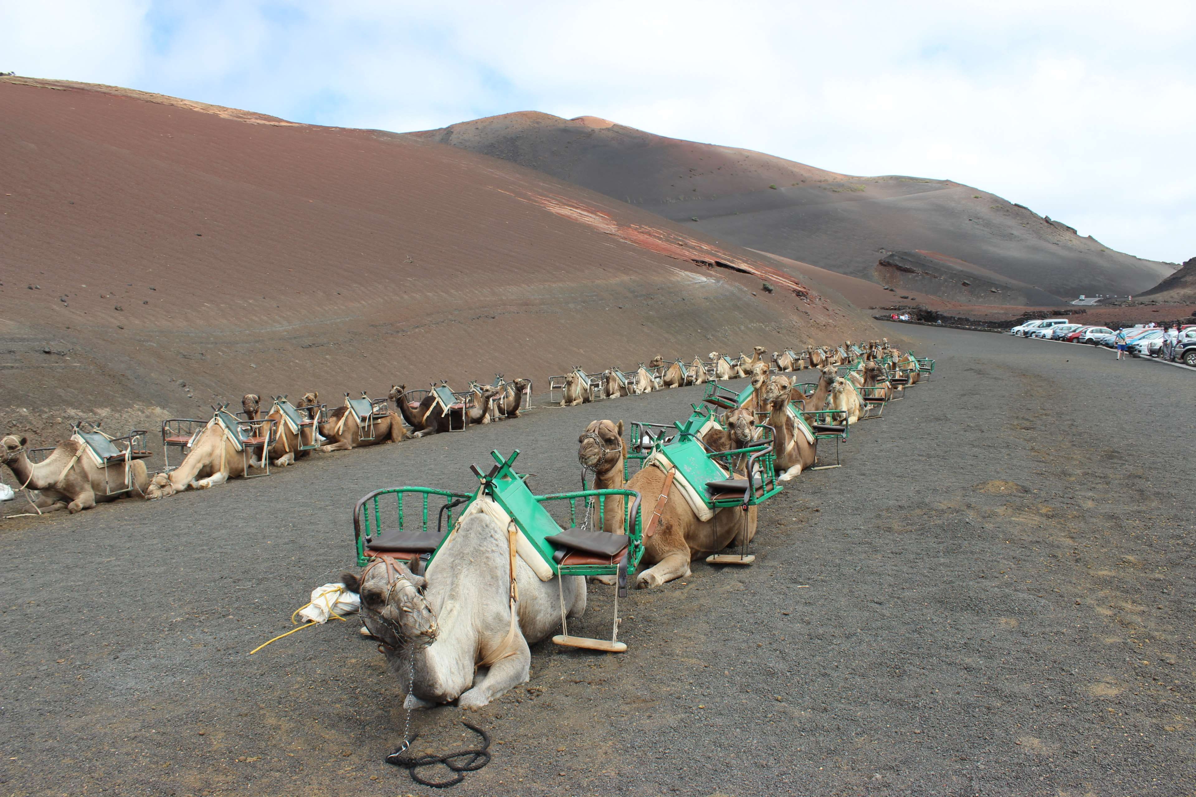 animal, herbivorous, spain, group of animals, mammal, sky, pets, no people, 4K, arid climate, vertebrate, transportation, tenerife, scenics - nature, climate, HD Wallpaper