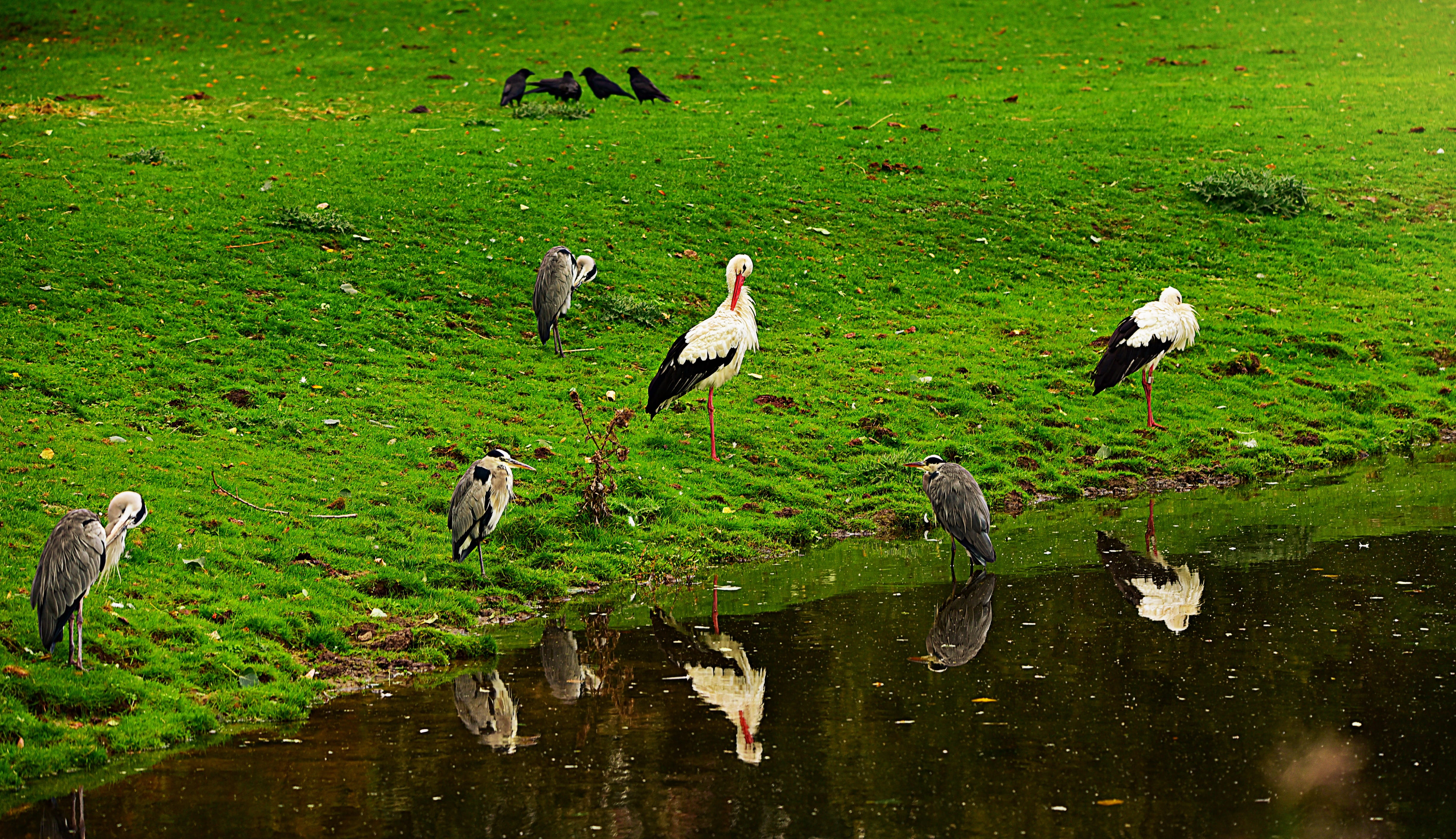 animal, field, nature, bird, wildlife, day, standing, vertebrate, lake, green color, stork, animal family, group of animals, animal wildlife, 4K, outdoors, HD Wallpaper